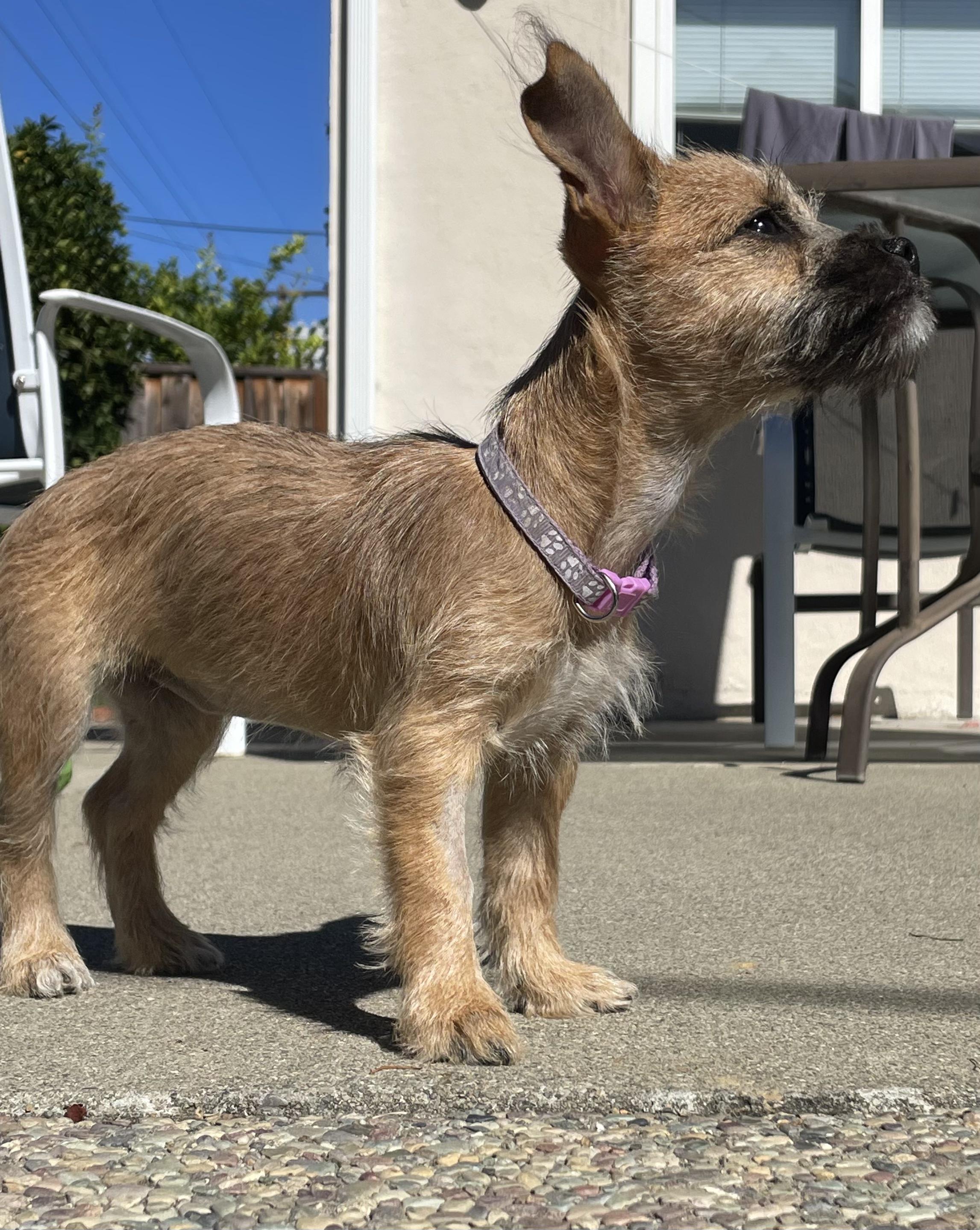 Champagne Litter_Sparkle, an adoptable Terrier, Papillon in Redwood City, CA, 94061 | Photo Image 4