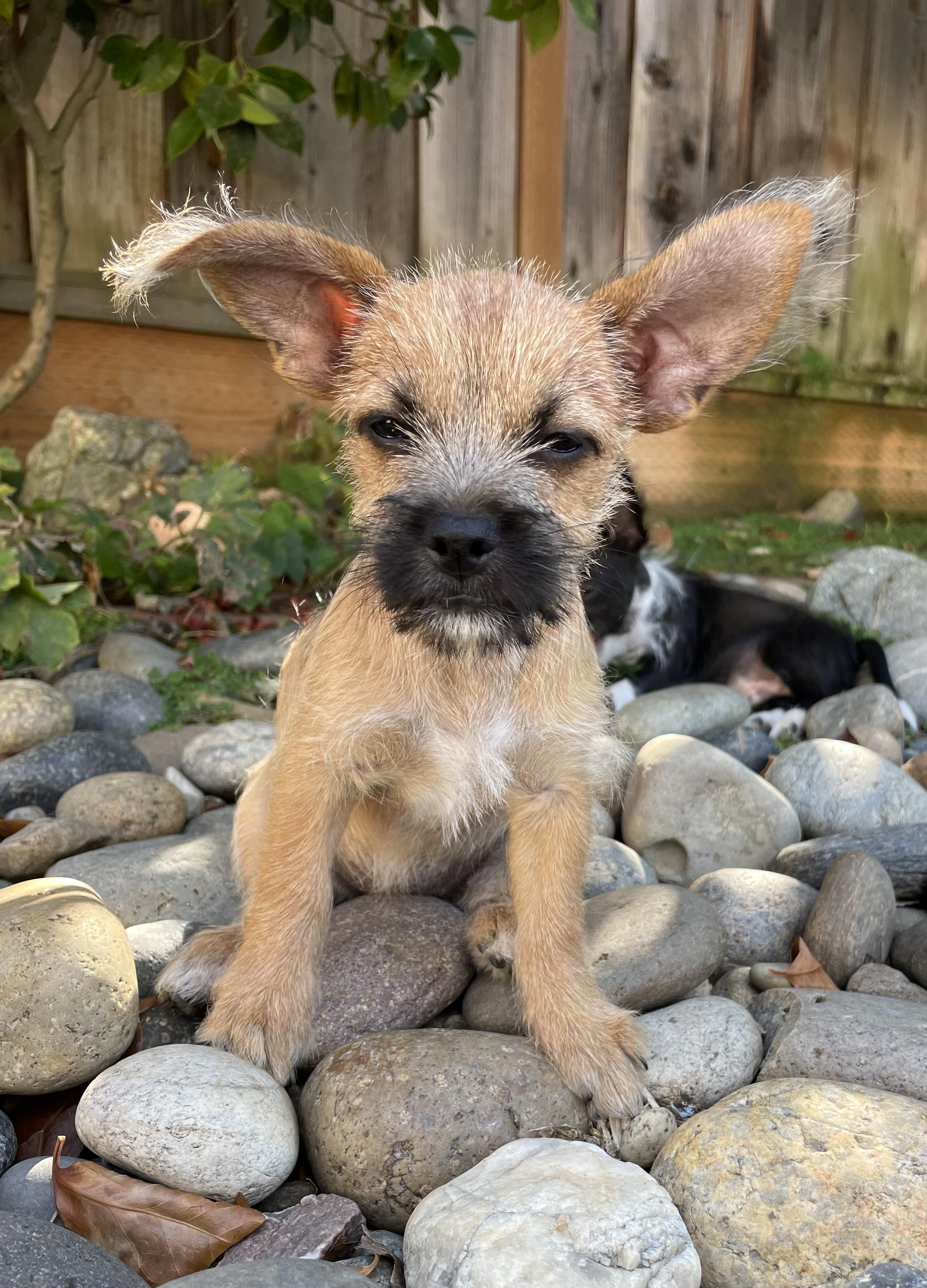 Champagne Litter_Sparkle, an adoptable Terrier, Papillon in Redwood City, CA, 94061 | Photo Image 2