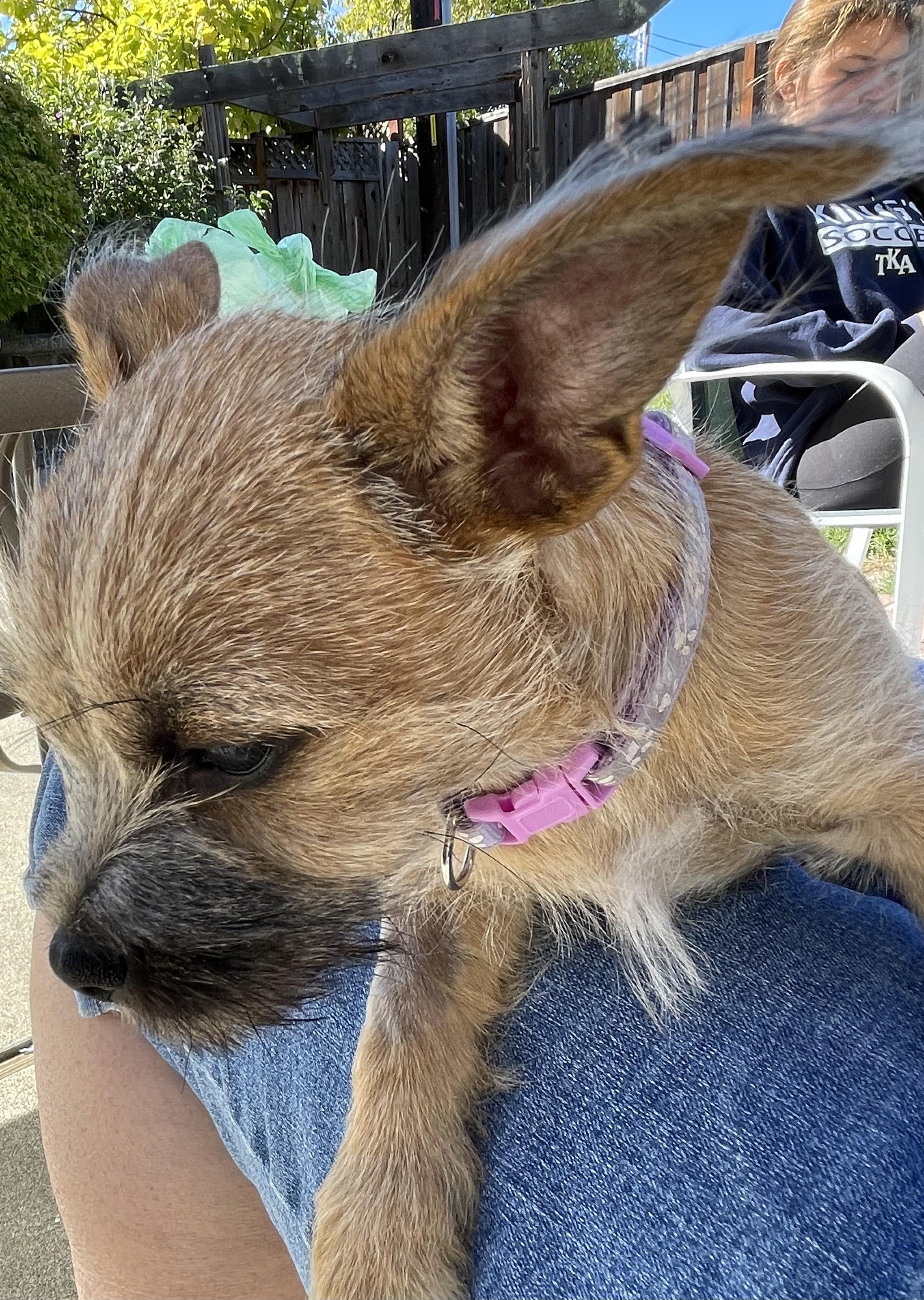 Champagne Litter_Sparkle, an adoptable Terrier, Papillon in Redwood City, CA, 94061 | Photo Image 6