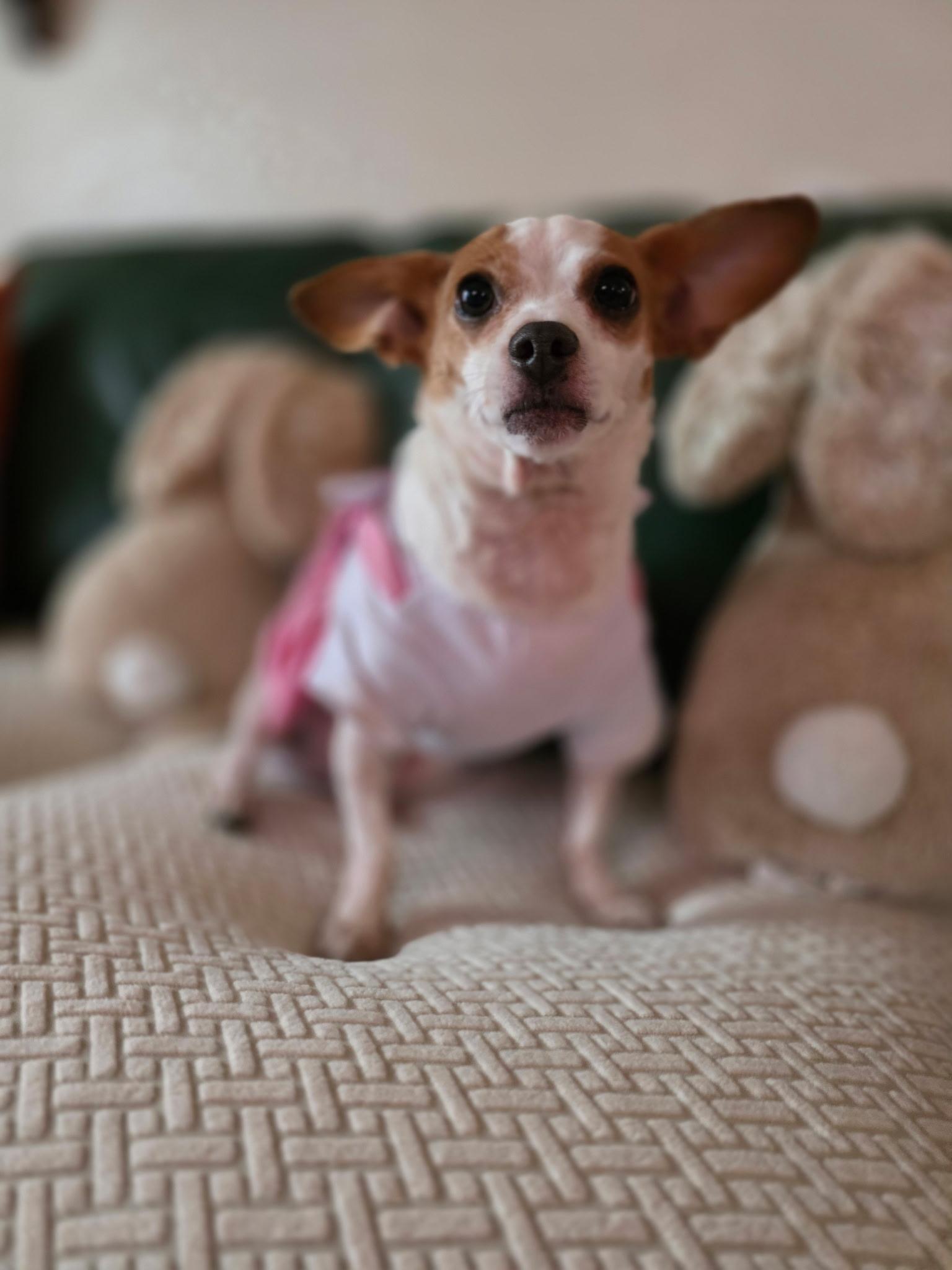 Enlarge Bliss, a Adoptable mixed breed in Hayward, CA image 5/6