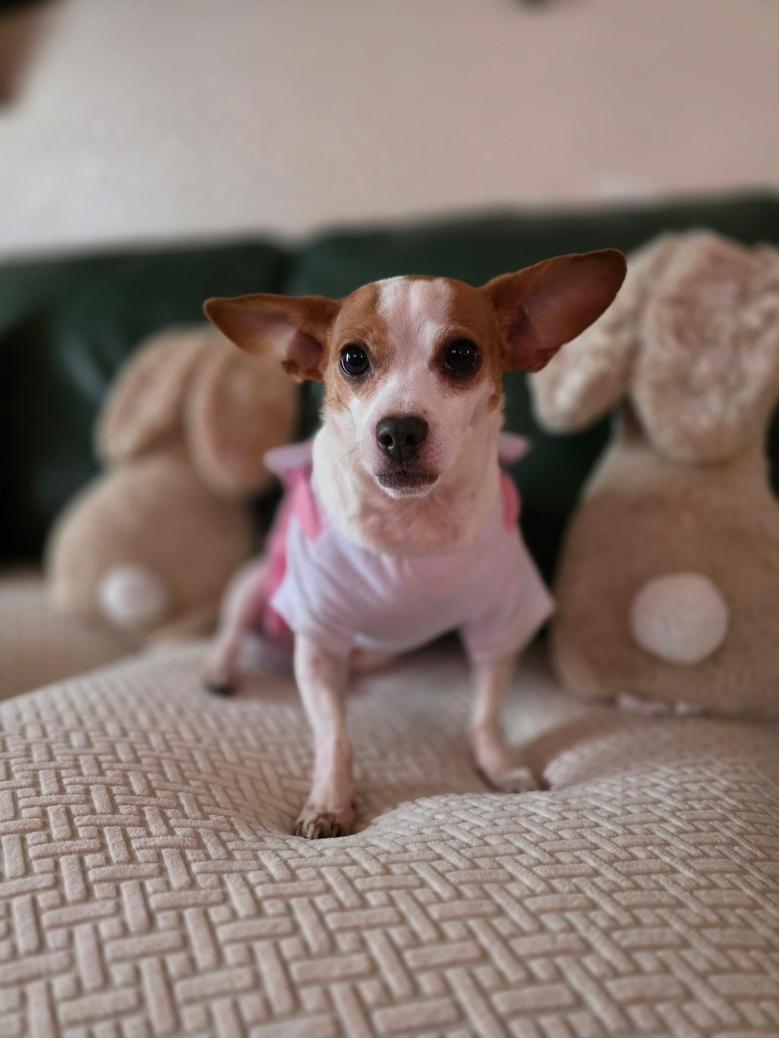 Enlarge Bliss, a Adoptable mixed breed in Hayward, CA image 6/6