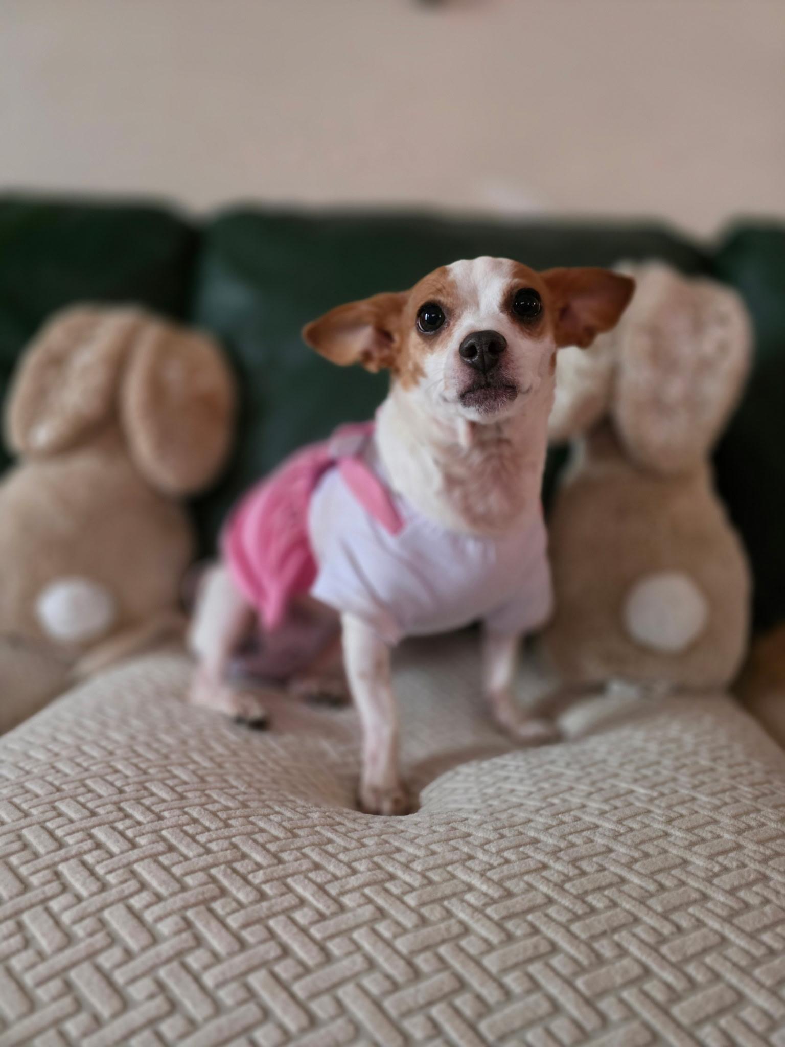 Enlarge Bliss, a Adoptable mixed breed in Hayward, CA image 4/6