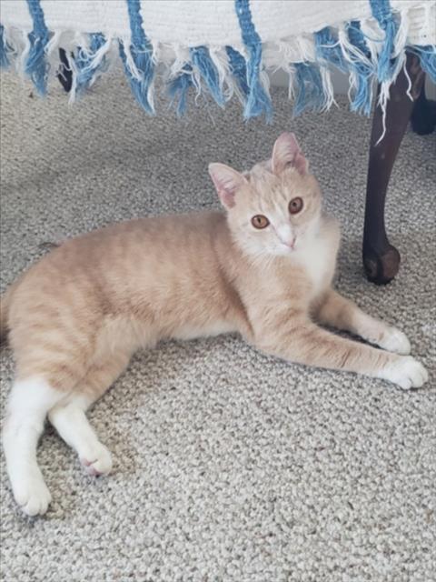 SUNNY, Adoptable, Young Female Domestic Short Hair.