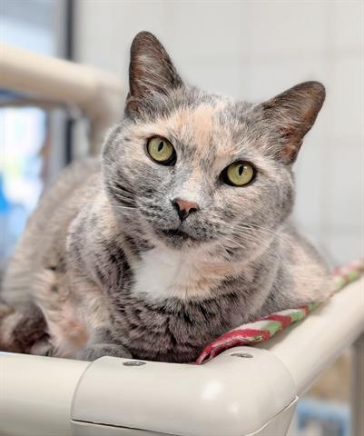 TESSA MAY, Adoptable, Adult Female Domestic Short Hair.