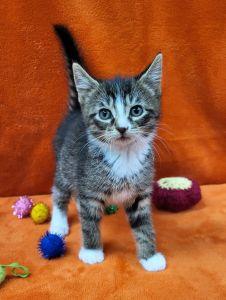 Fergus, a ADOPTABLE Domestic Short Hair in Bucyrus, OH image 1/3