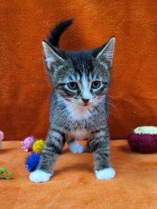 Fergus, a ADOPTABLE Domestic Short Hair in Bucyrus, OH image 3/3