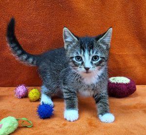 Fergus, a ADOPTABLE Domestic Short Hair in Bucyrus, OH image 2/3
