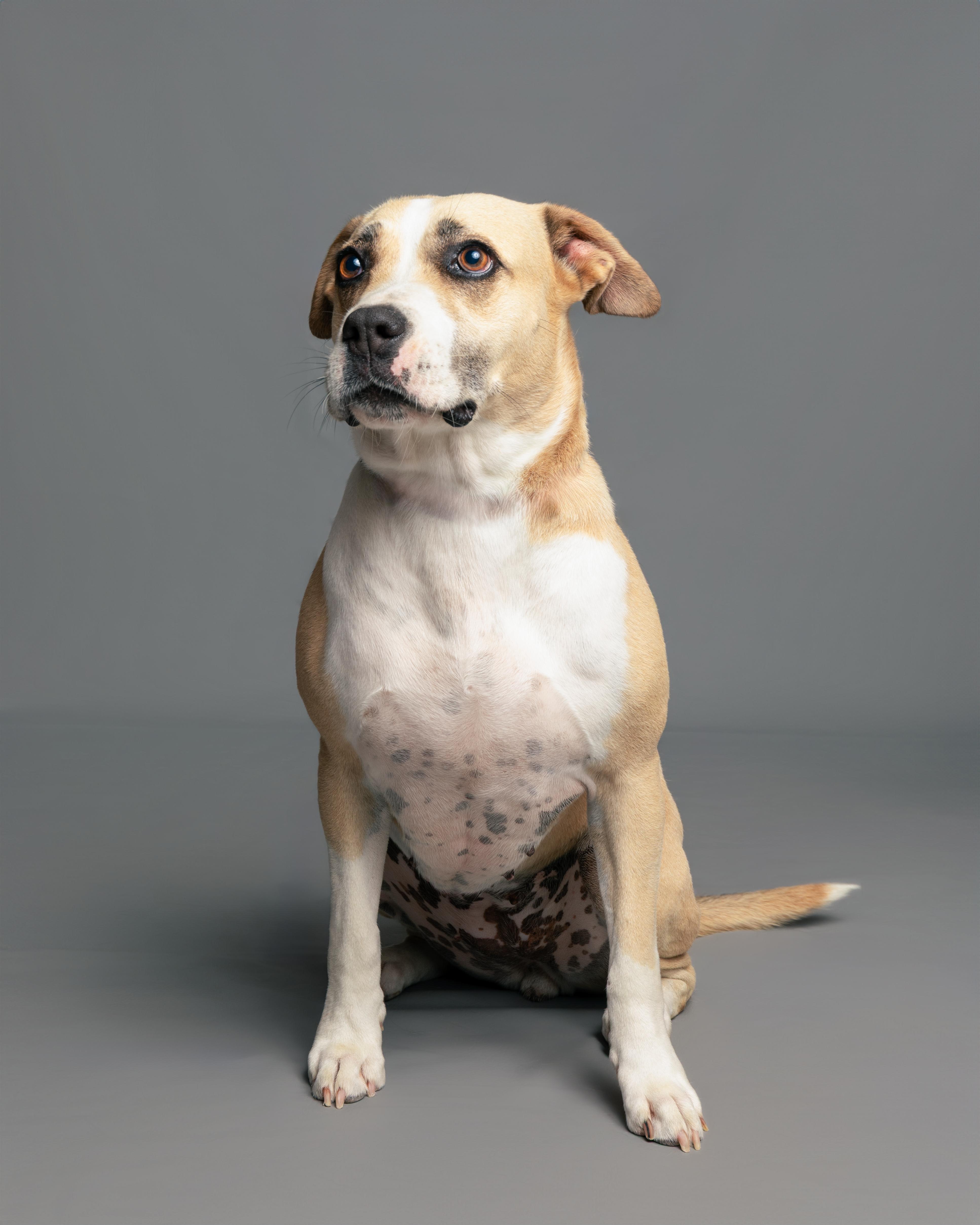 Enlarge Sweet Pea, a Adoptable Pit Bull Terrier in Aransas Pass, TX image 1/4