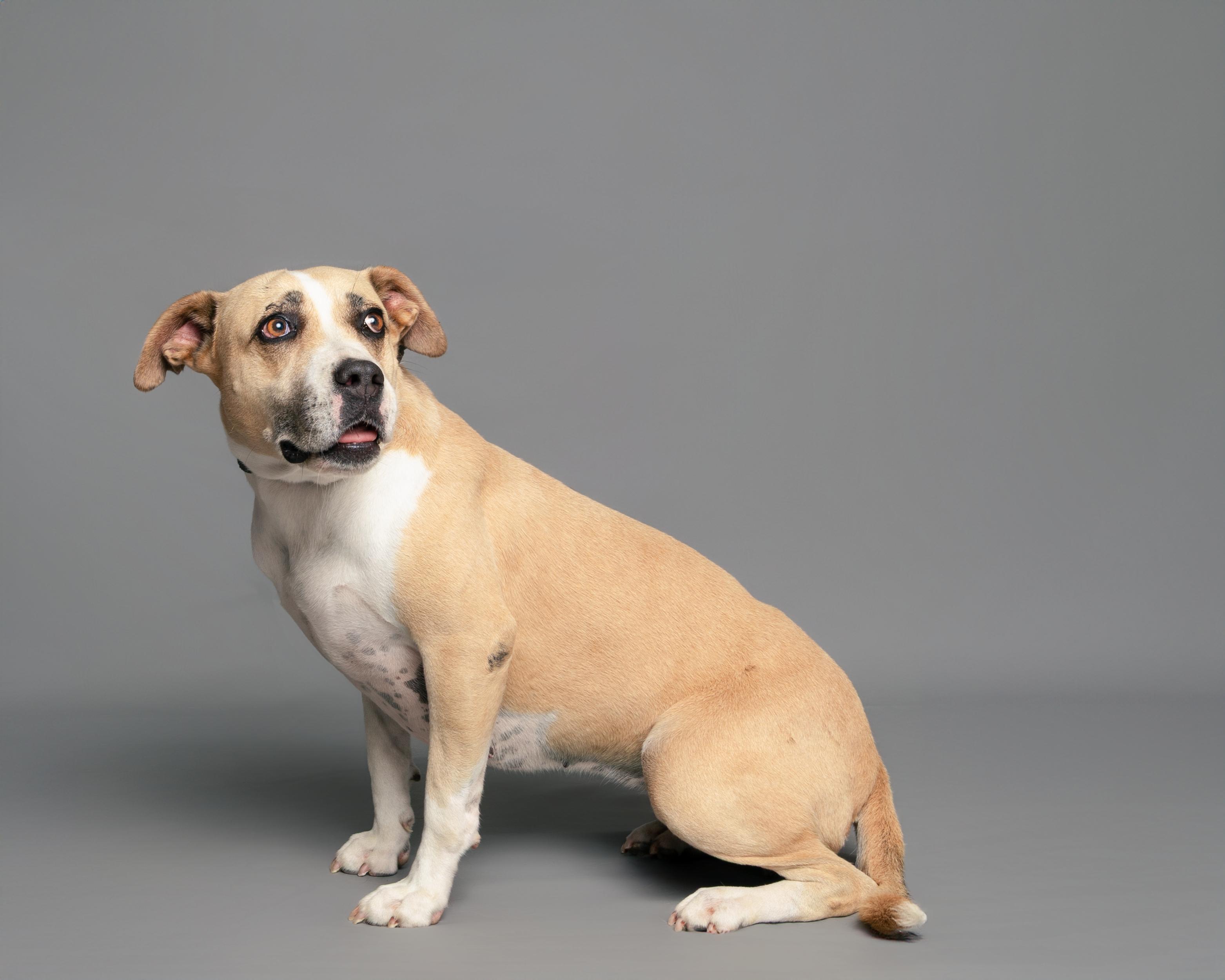 Sweet Pea, an adoptable Pit Bull Terrier in Aransas Pass, TX, 78335 | Photo Image 4
