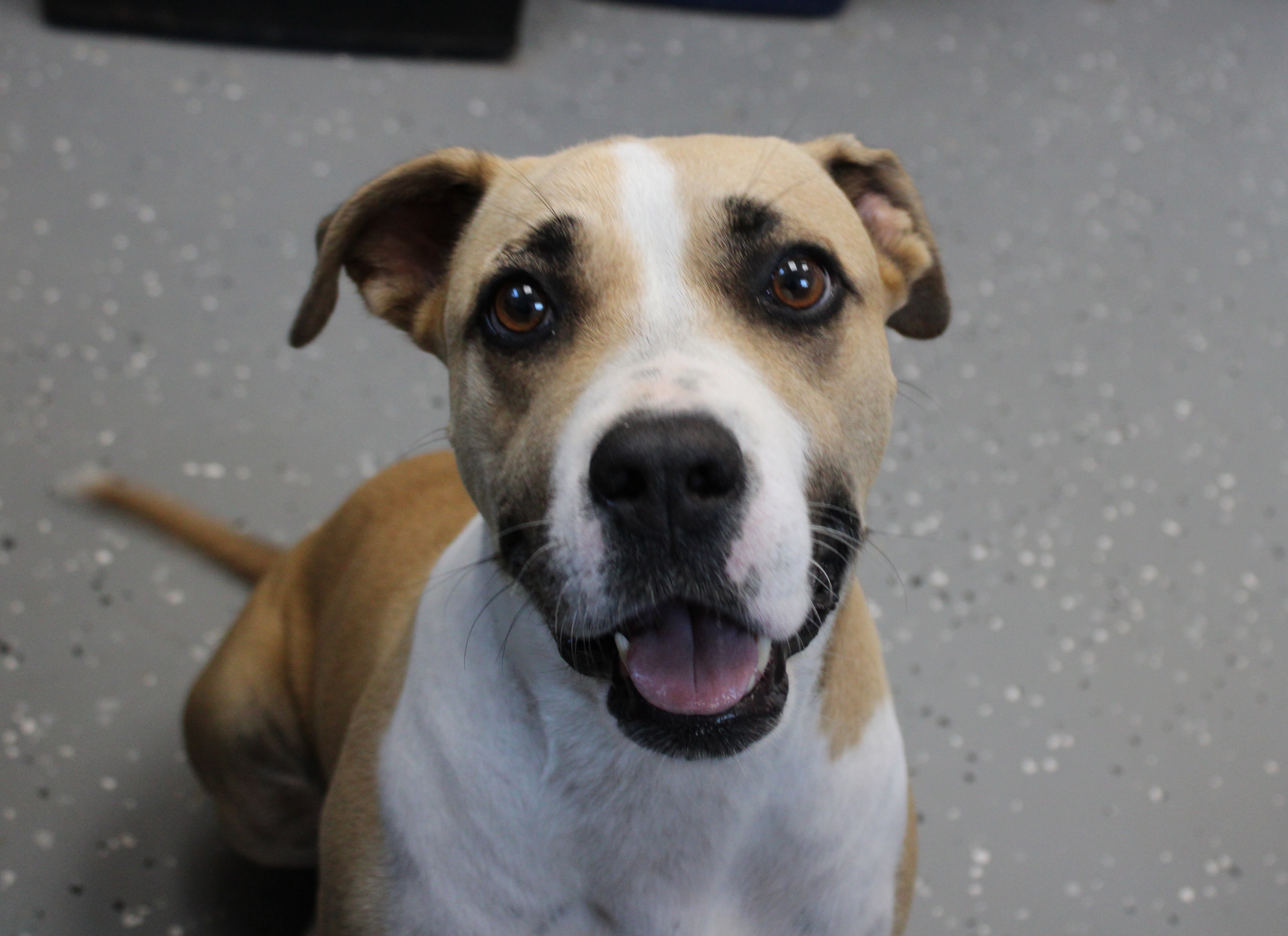 Sweet Pea, Adoptable, Adult Female Pit Bull Terrier.