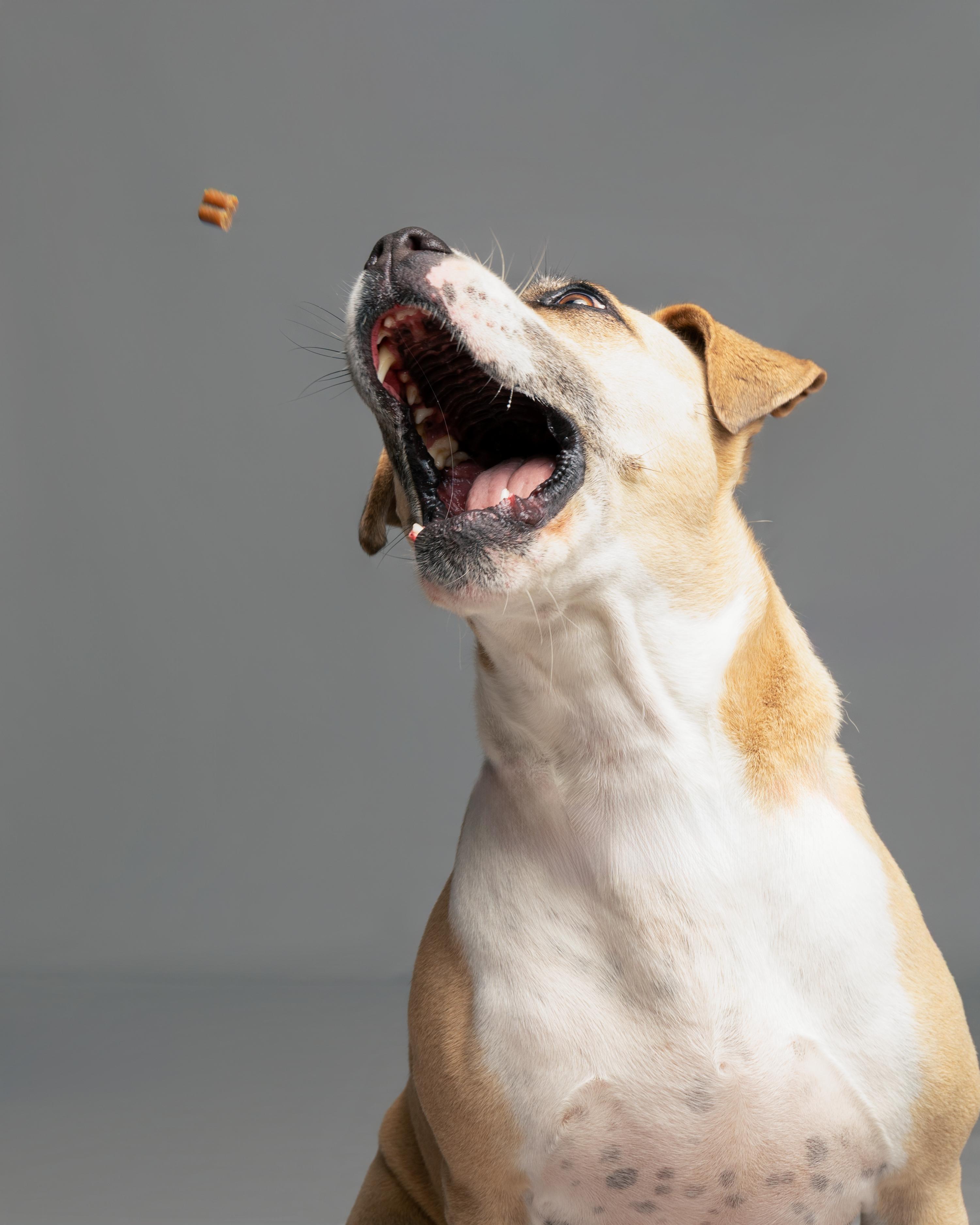 Enlarge Sweet Pea, a Adoptable Pit Bull Terrier in Aransas Pass, TX image 3/4