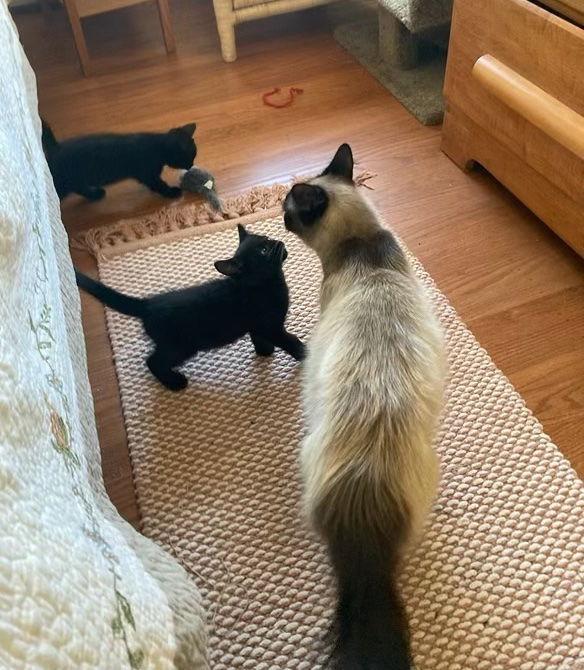 Samantha, Adopted, Adult Female Siamese.