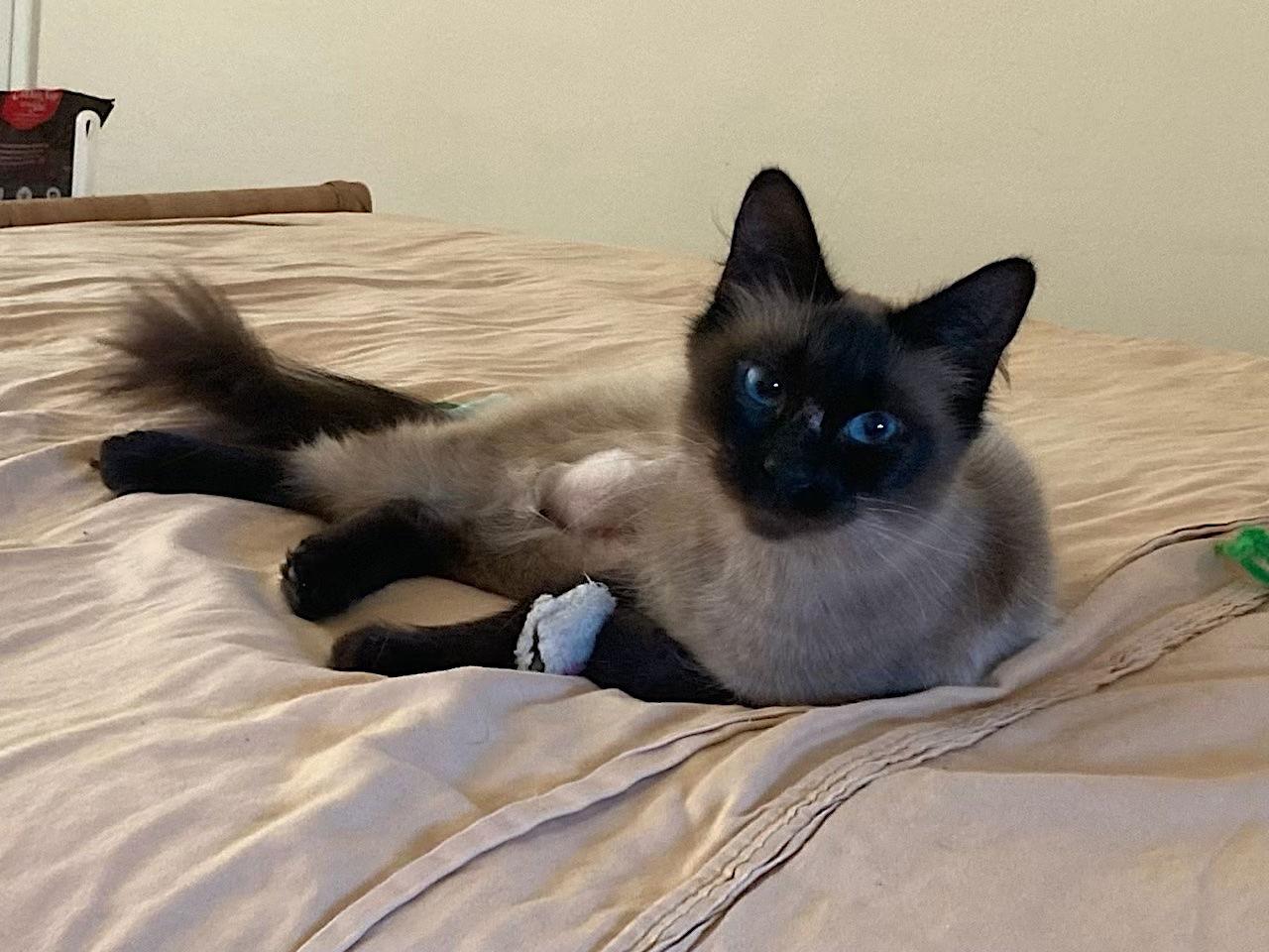 Samantha, a Adopted Siamese in Castro Valley, CA image 2/3