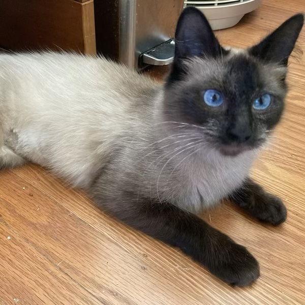 Samantha, a Adopted Siamese in Castro Valley, CA image 3/3