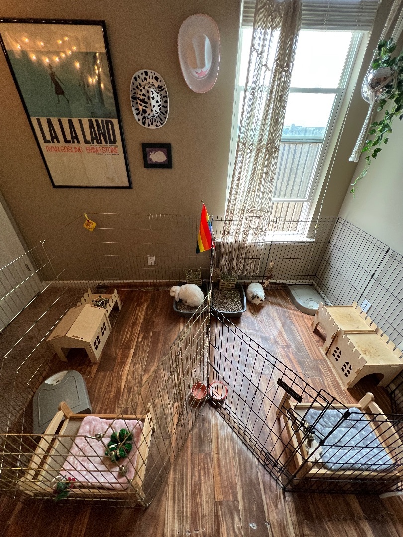 Enlarge Moose and Clover, a Adopted Holland Lop in Huntsville, AL image 1/6