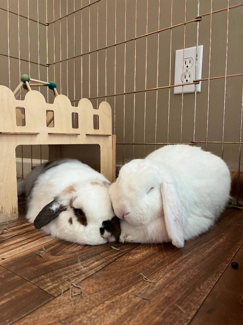 Enlarge Moose and Clover, a Adopted Holland Lop in Huntsville, AL image 2/6
