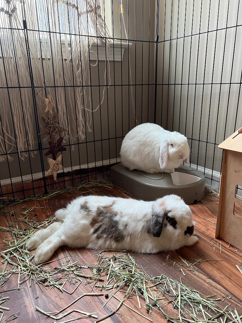 Enlarge Moose and Clover, a Adopted Holland Lop in Huntsville, AL image 3/6