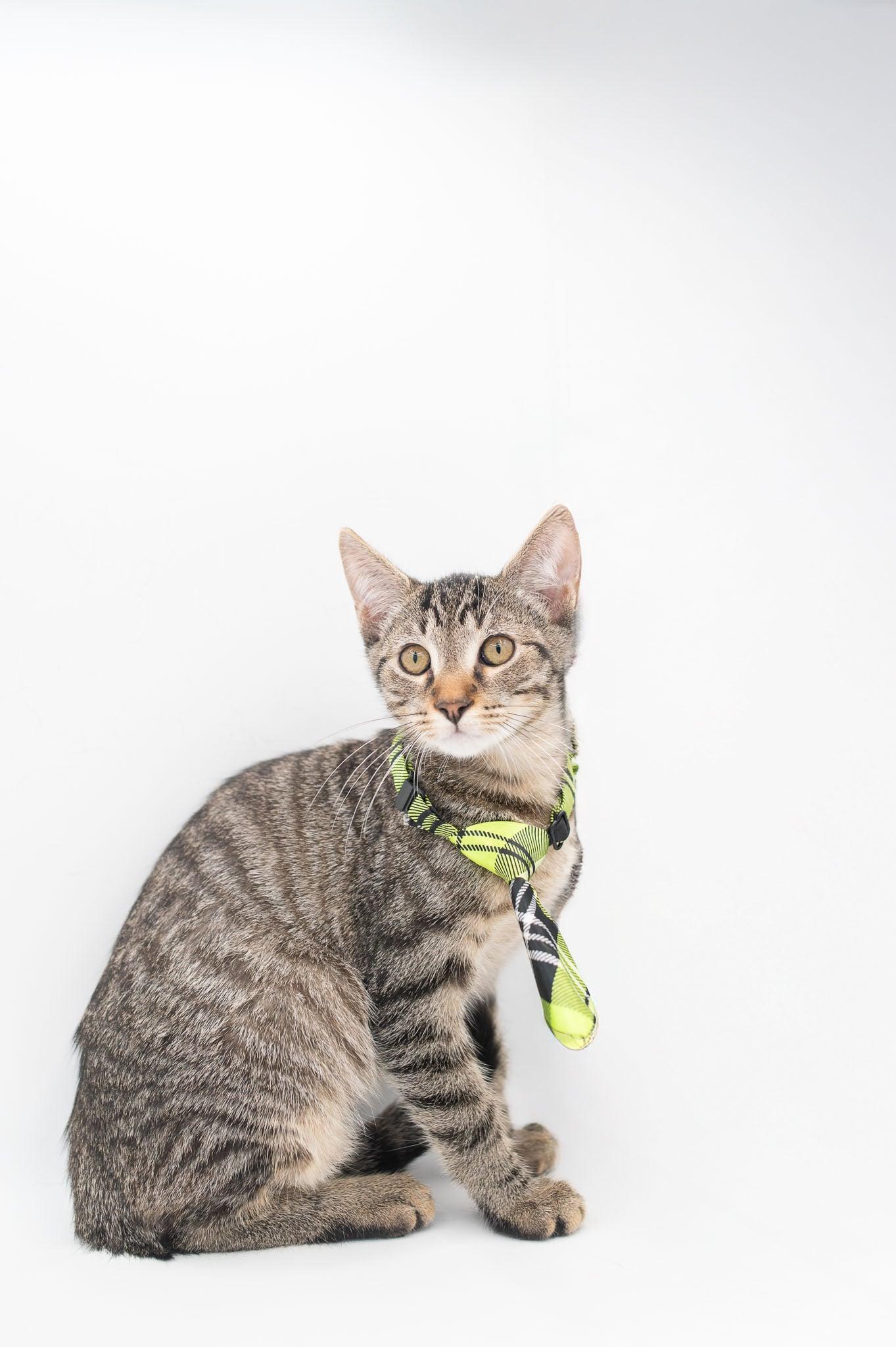 Enlarge Zander, a Adoptable mixed breed in South Amboy, NJ image 2/6