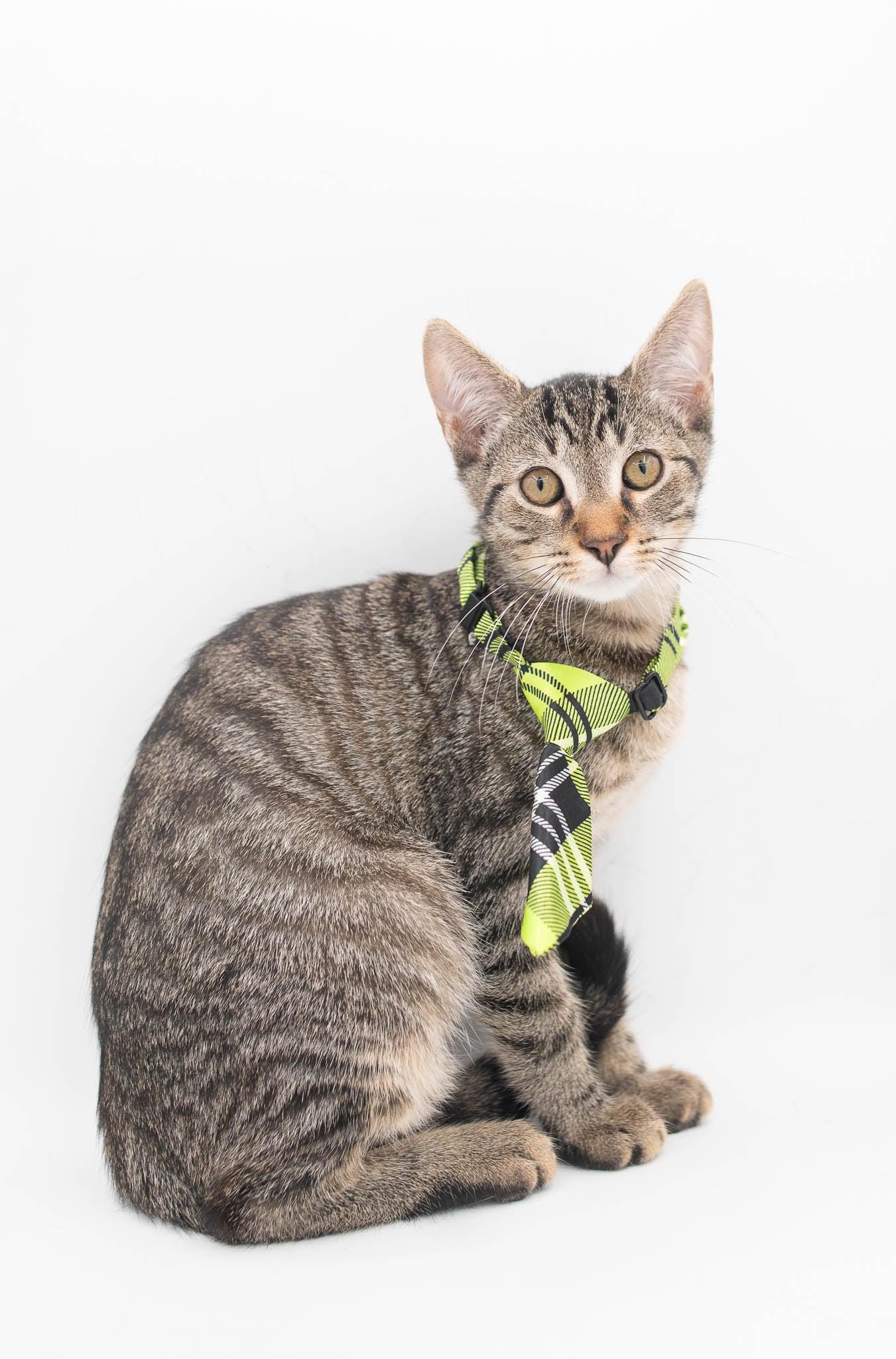Enlarge Zander, a Adoptable mixed breed in South Amboy, NJ image 4/6