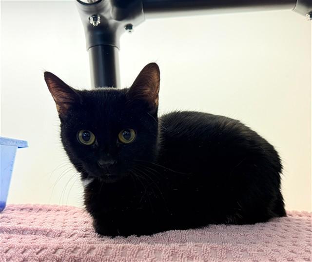 Enlarge SALVADOR, a Adoptable Domestic Short Hair in Statesville, NC image 1/1