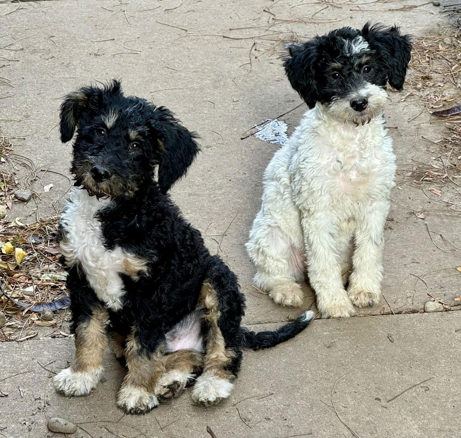 Link, Adopted, Puppy Male Bernese Mountain Dog & Poodle.