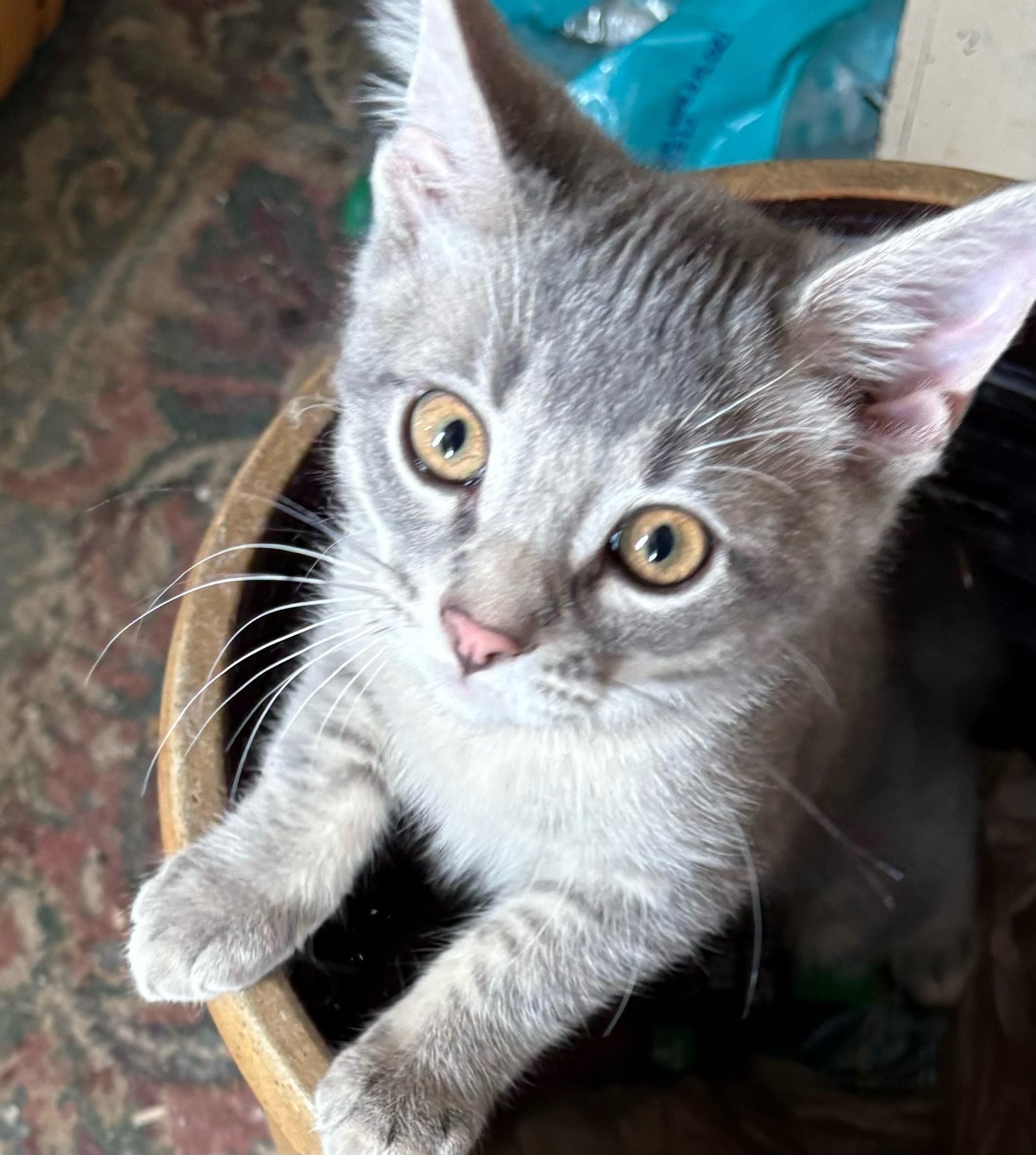 Haze, Baby Female Domestic Short Hair