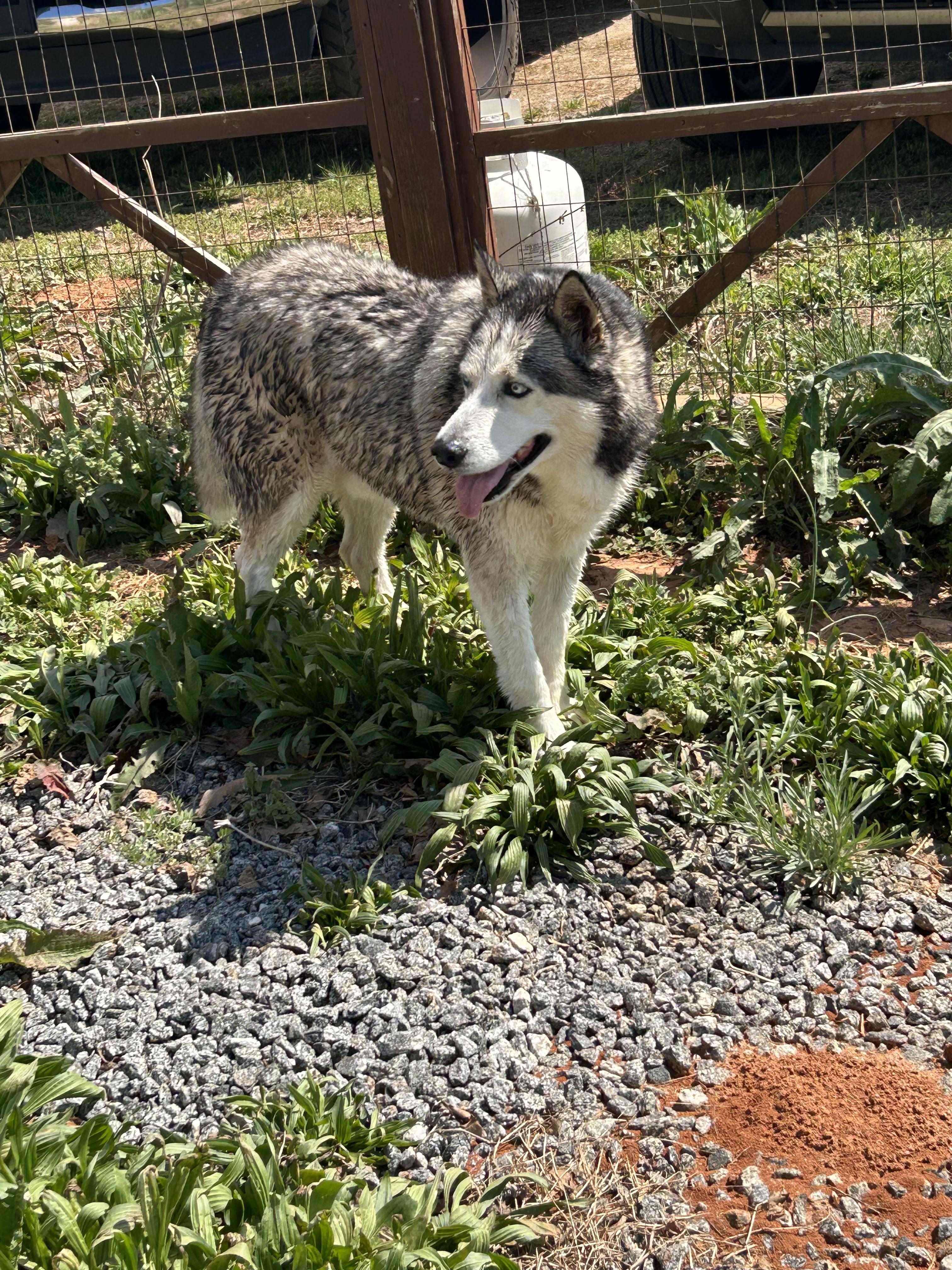 Blue, a Adoptable Siberian Husky in Rutherfordton, NC image 2/5