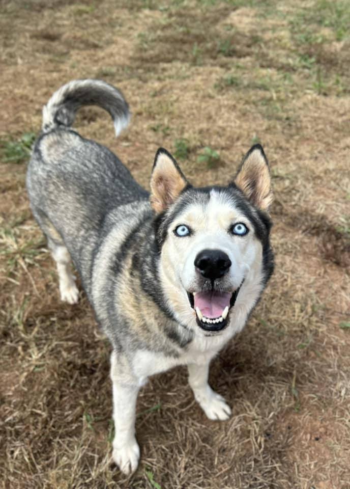 Enlarge Blue, a Adoptable Siberian Husky in Rutherfordton, NC image 1/3