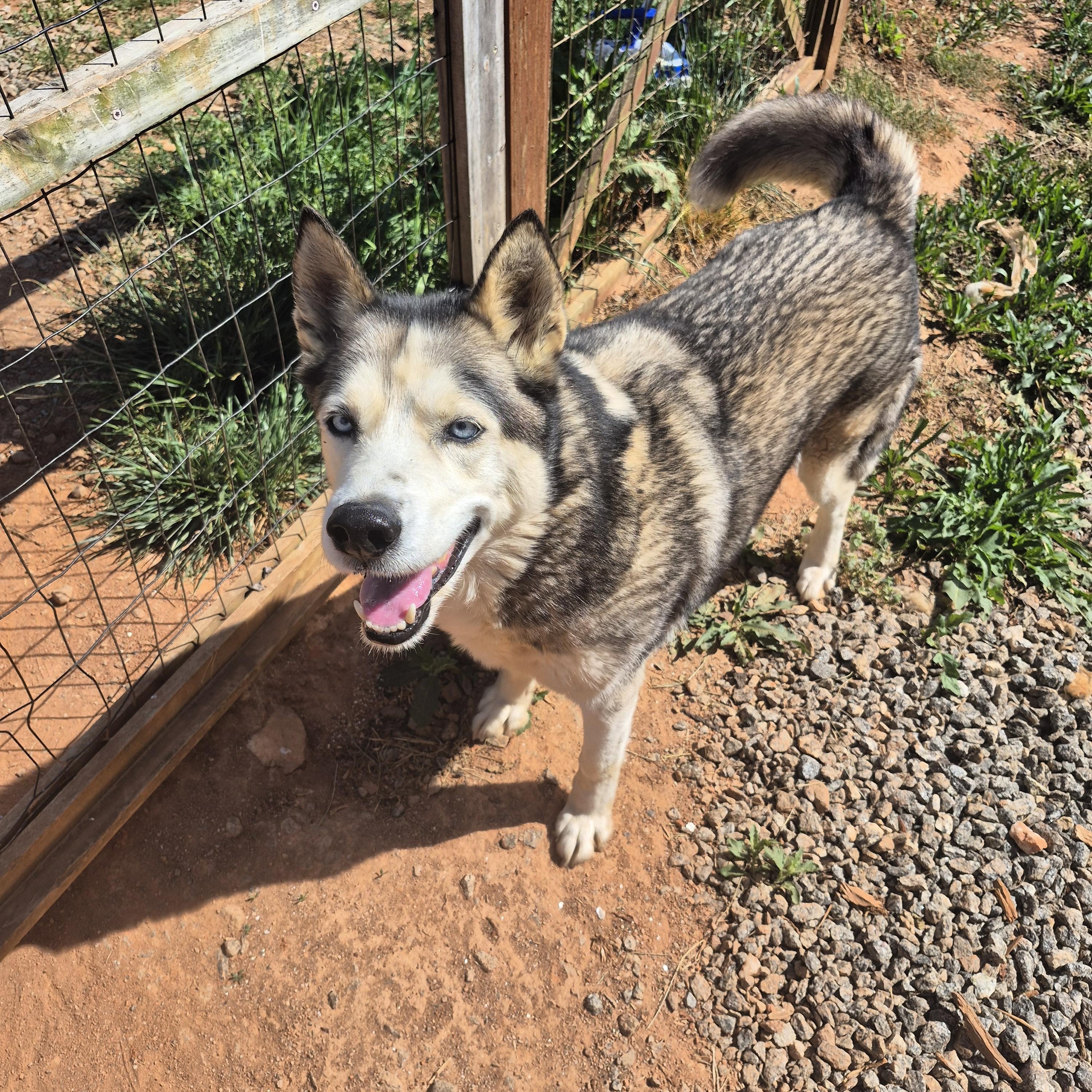 Blue, a Adoptable Siberian Husky in Rutherfordton, NC image 3/5