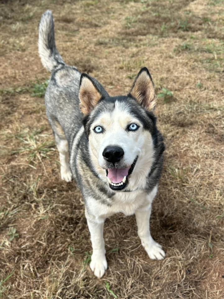 Enlarge Blue, a Adoptable Siberian Husky in Rutherfordton, NC image 2/3