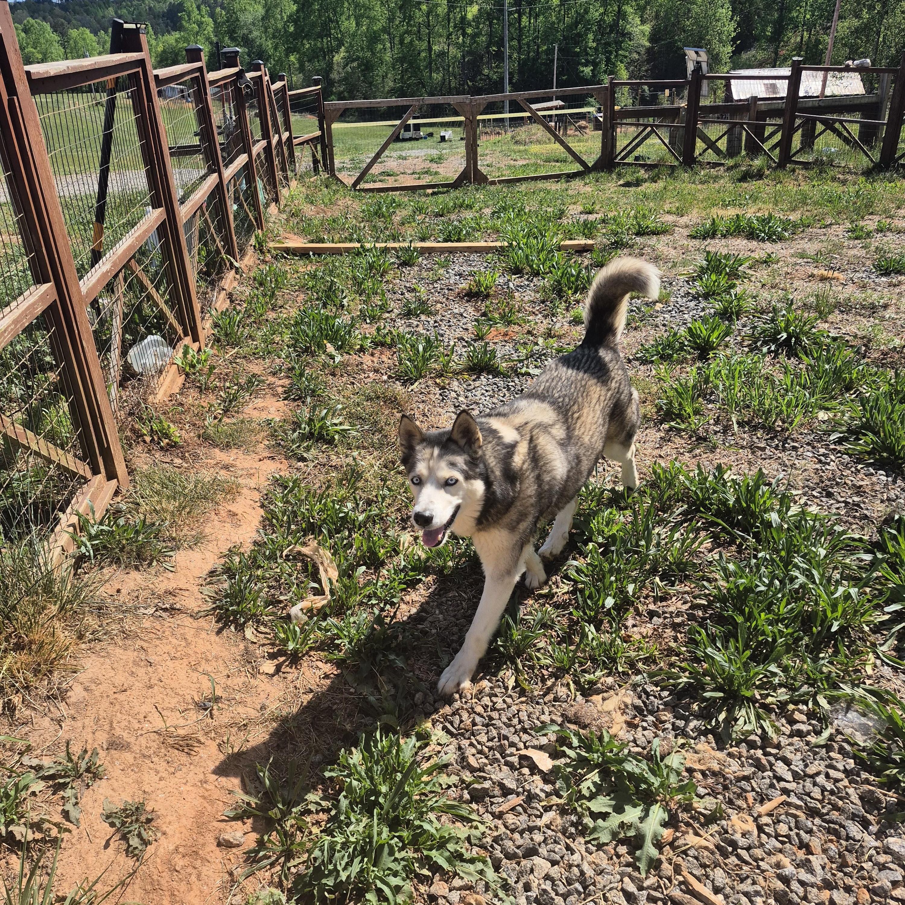 Blue, a Adoptable Siberian Husky in Rutherfordton, NC image 4/5