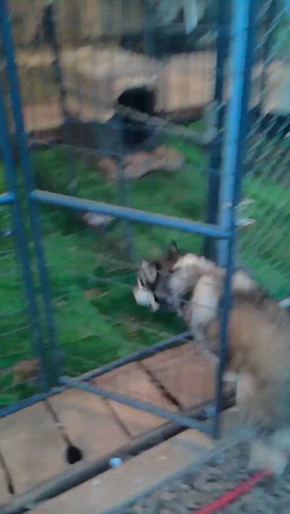 Enlarge Blue, a Adoptable Siberian Husky in Rutherfordton, NC video 4/4