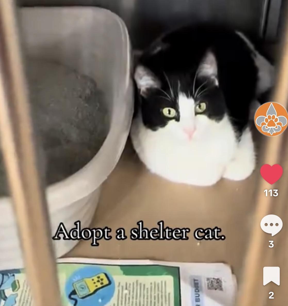 Rachel, ADOPTABLE, Young Female Domestic Short Hair.