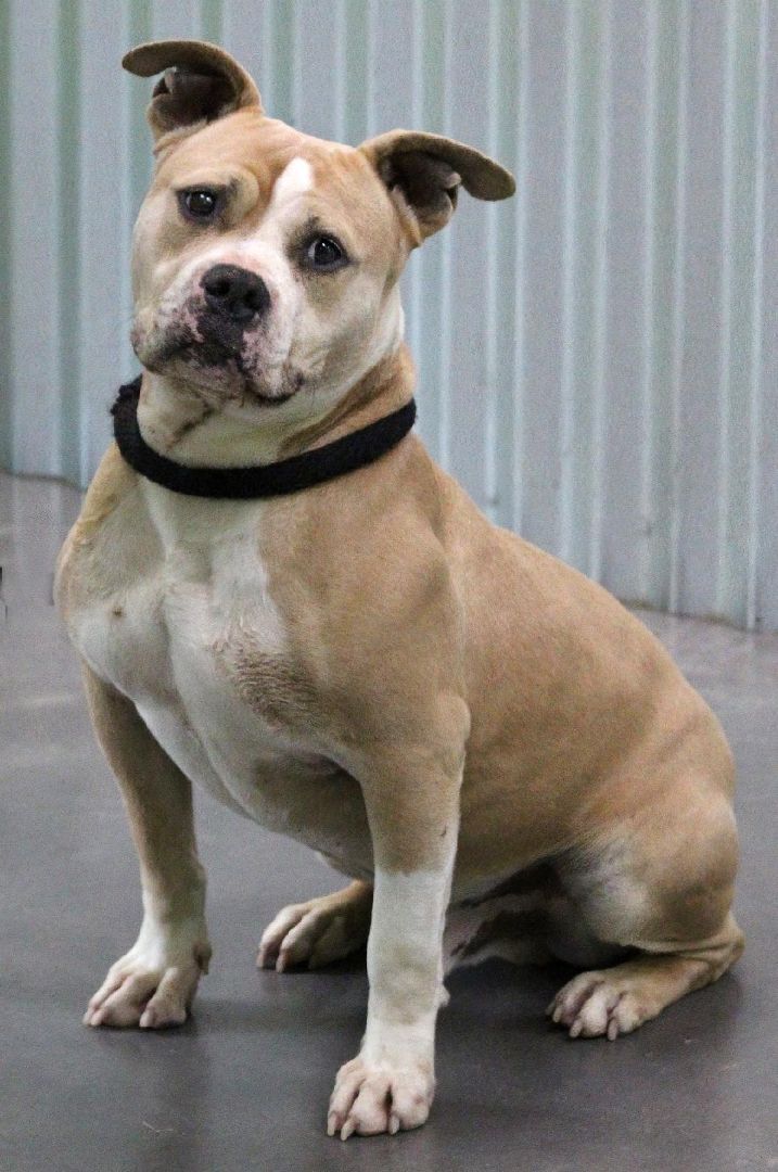 Enlarge Hercules, a Adoptable mixed breed in Barnwell, SC image 1/8
