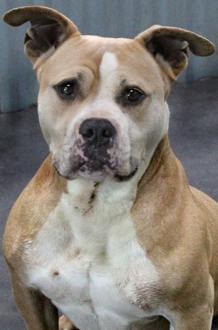 Enlarge Hercules, a Adoptable mixed breed in Barnwell, SC image 2/8
