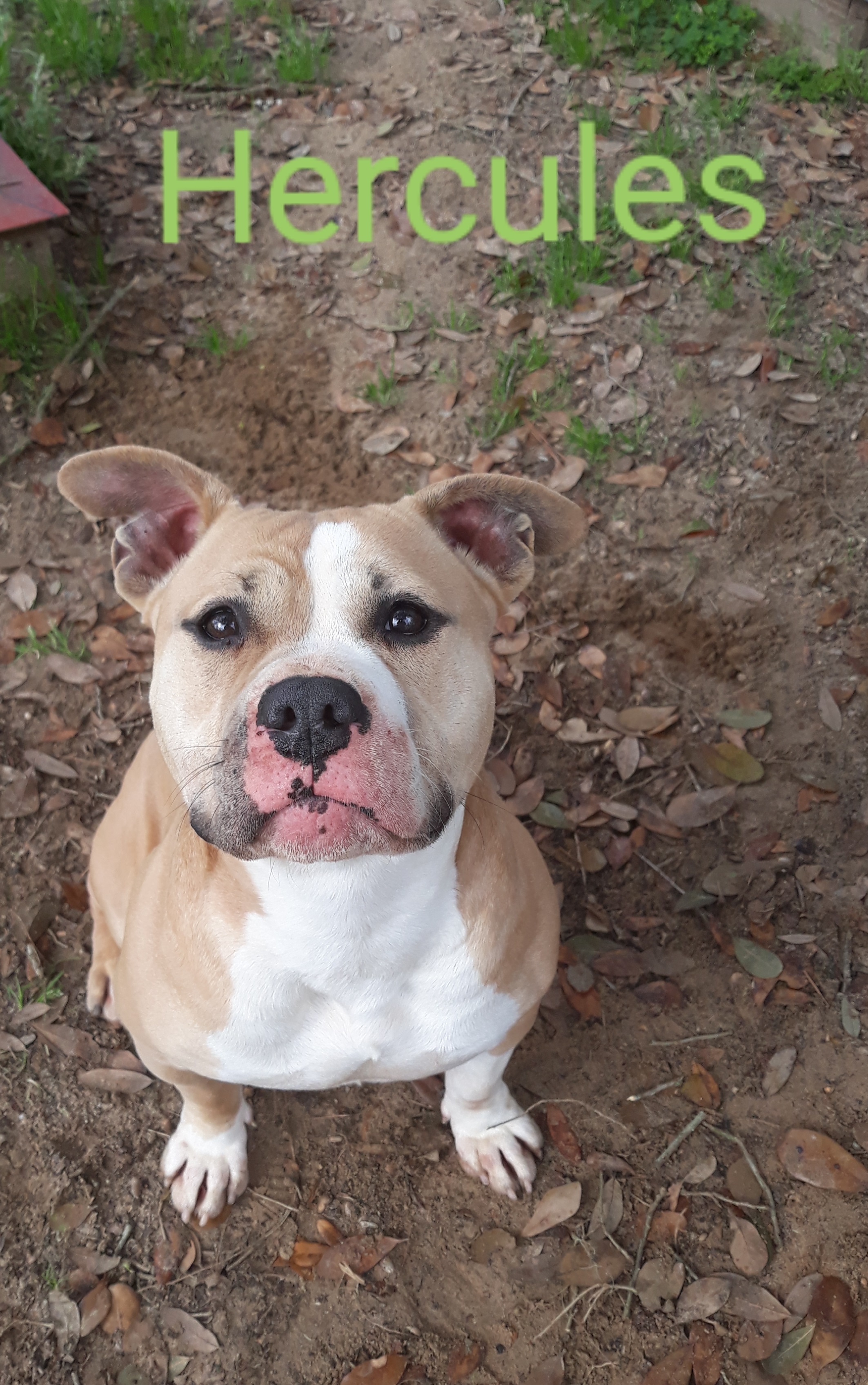 Enlarge Hercules, a Adoptable mixed breed in Barnwell, SC image 3/8
