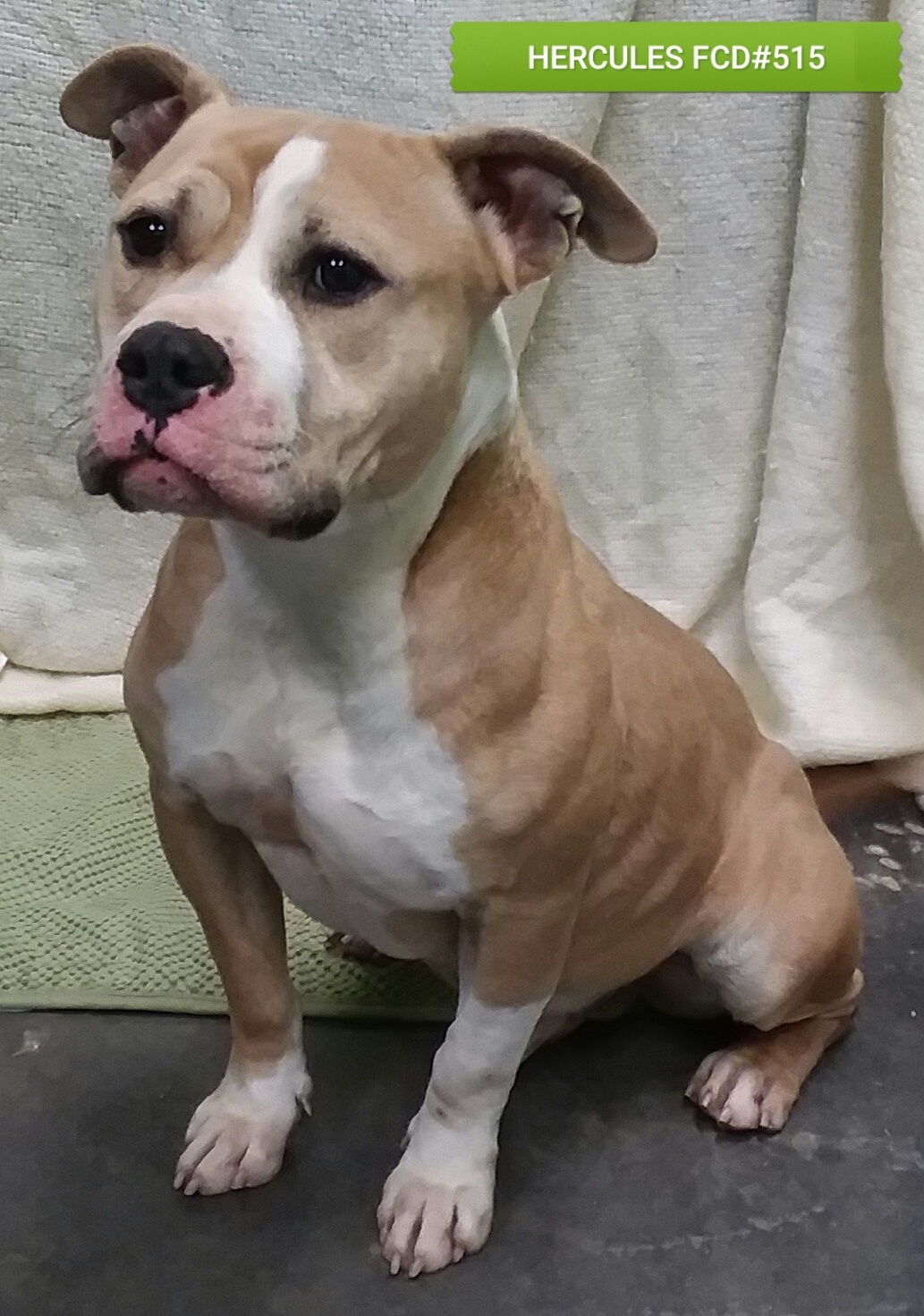 Enlarge Hercules, a Adoptable mixed breed in Barnwell, SC image 4/8