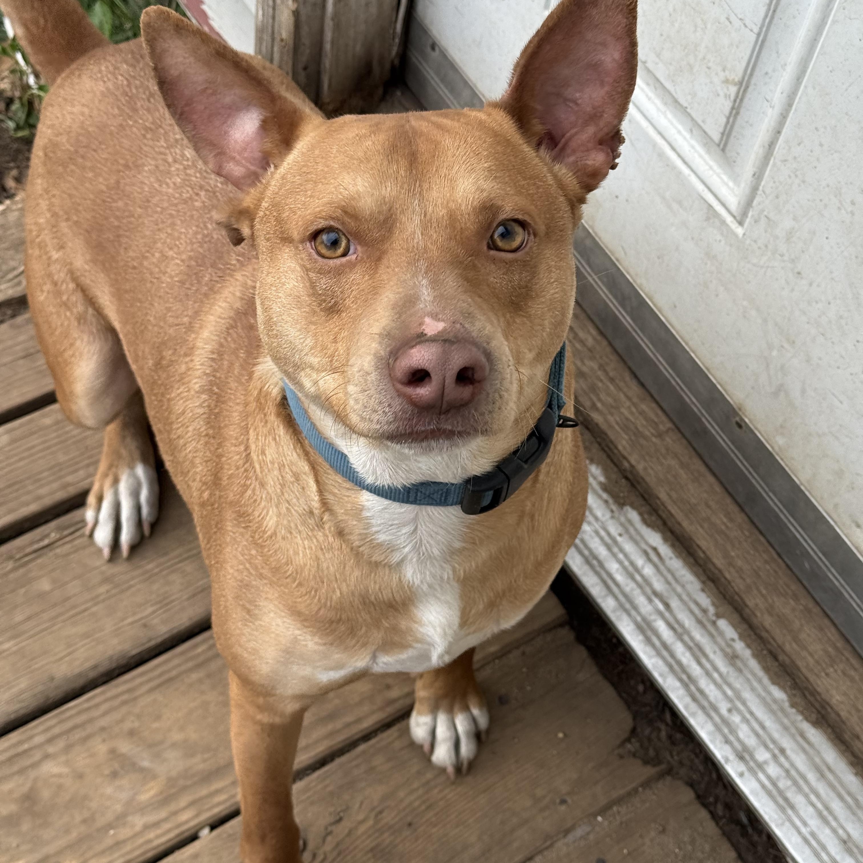Enlarge Redd, a Adoptable mixed breed in Carver, MA image 6/6