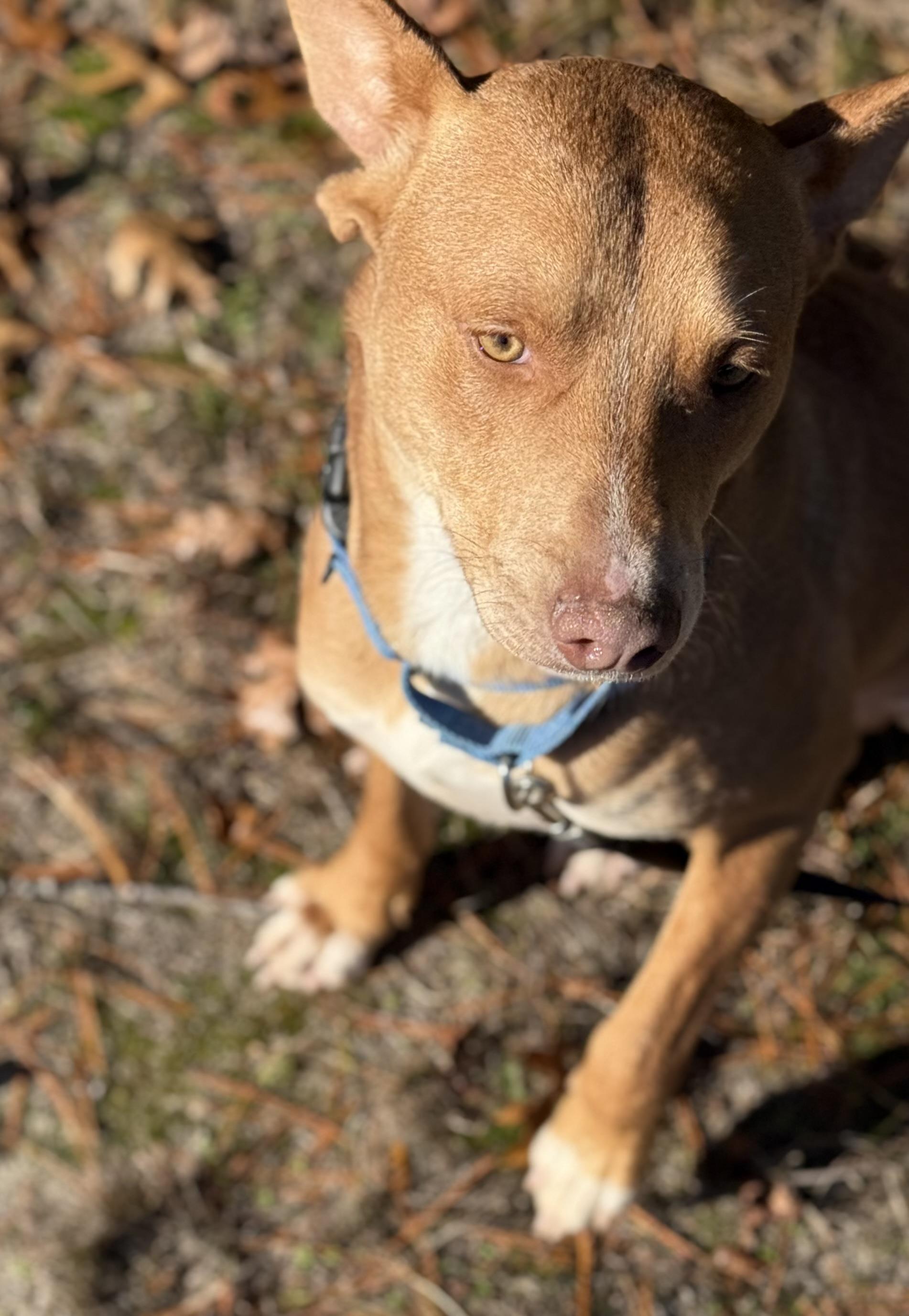 Enlarge Redd, a Adoptable mixed breed in Carver, MA image 3/5