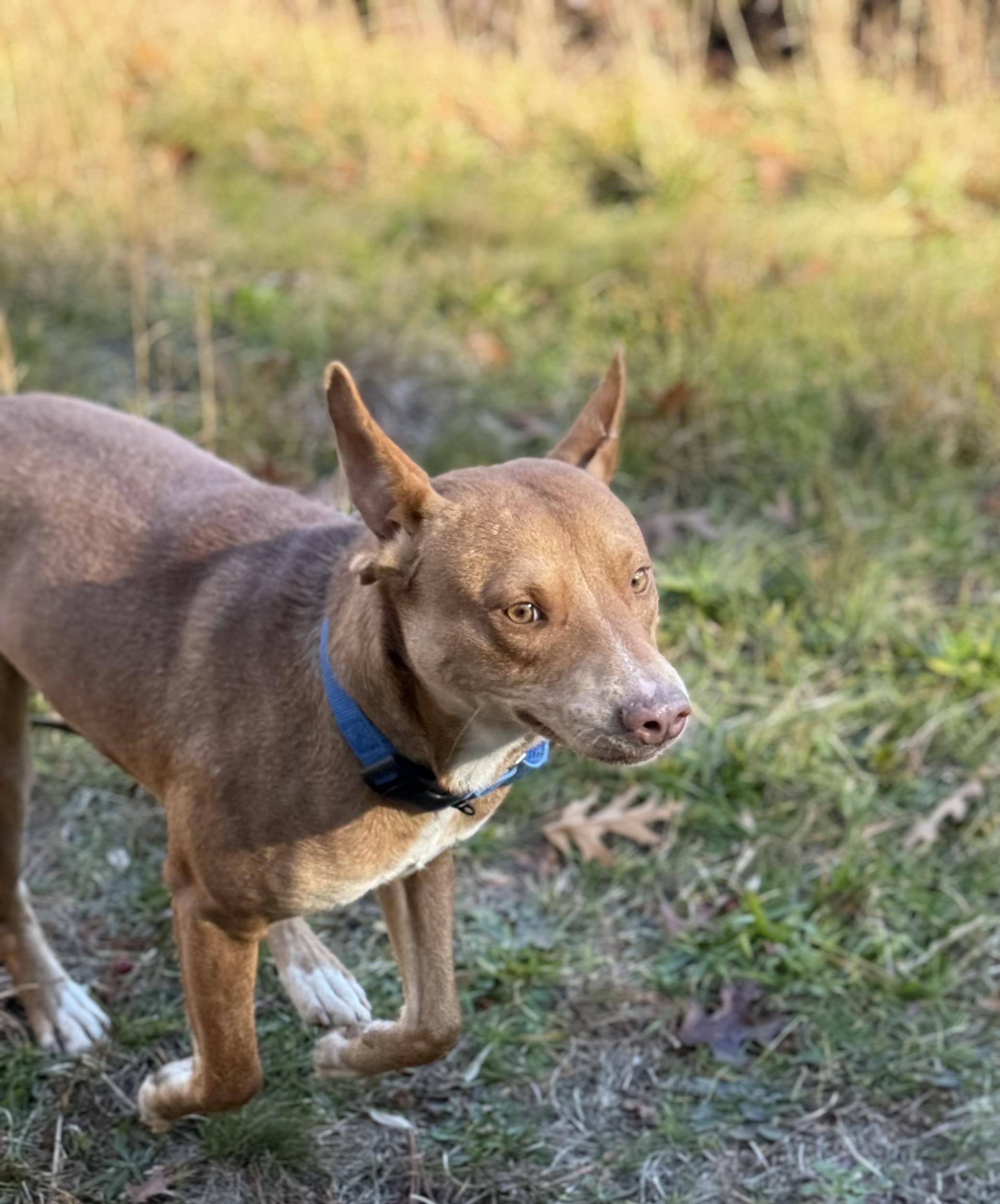 Enlarge Redd, a Adoptable mixed breed in Carver, MA image 4/5