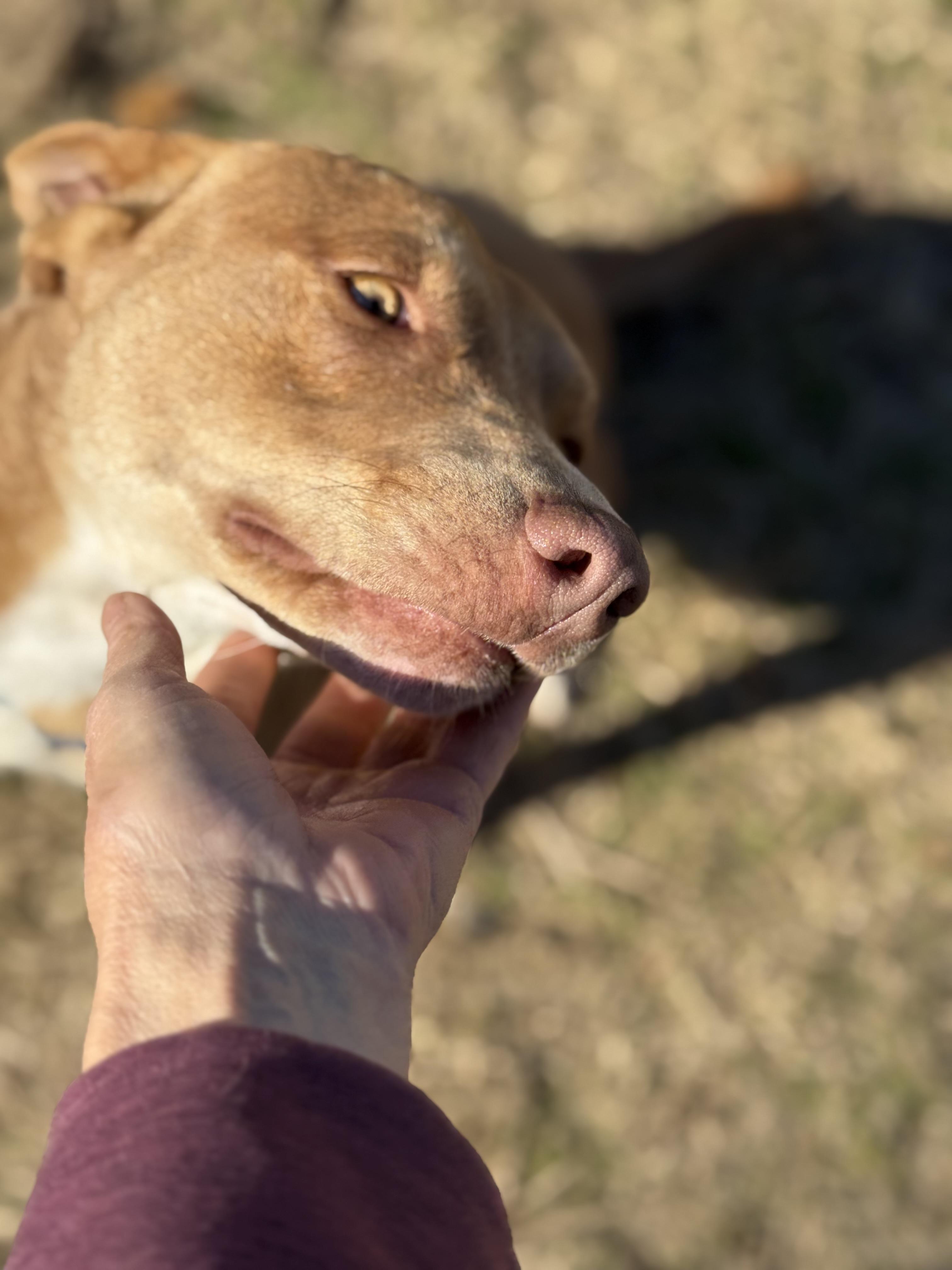 Enlarge Redd, a Adoptable mixed breed in Carver, MA image 2/5