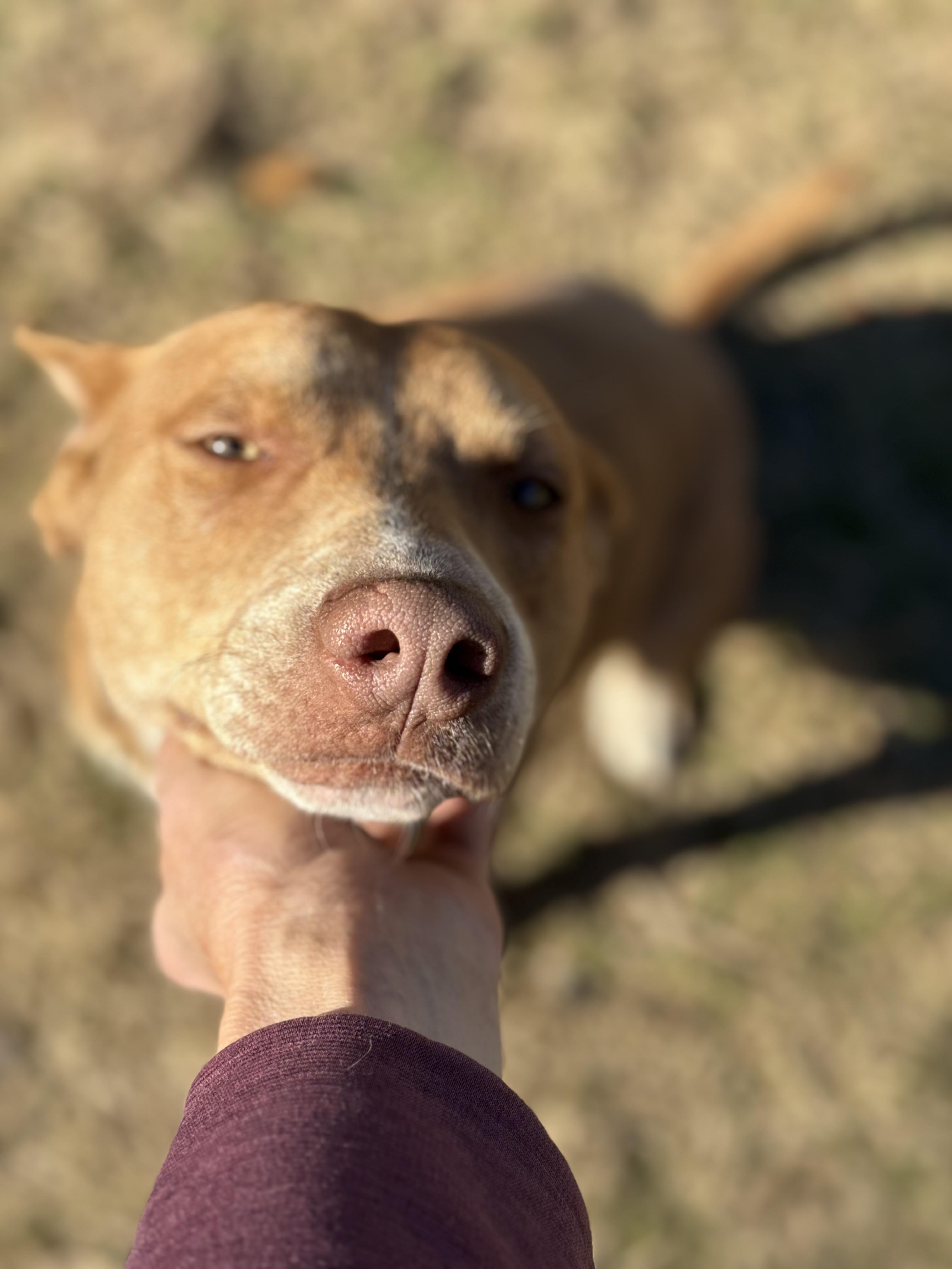 Enlarge Redd, a Adoptable mixed breed in Carver, MA image 1/5