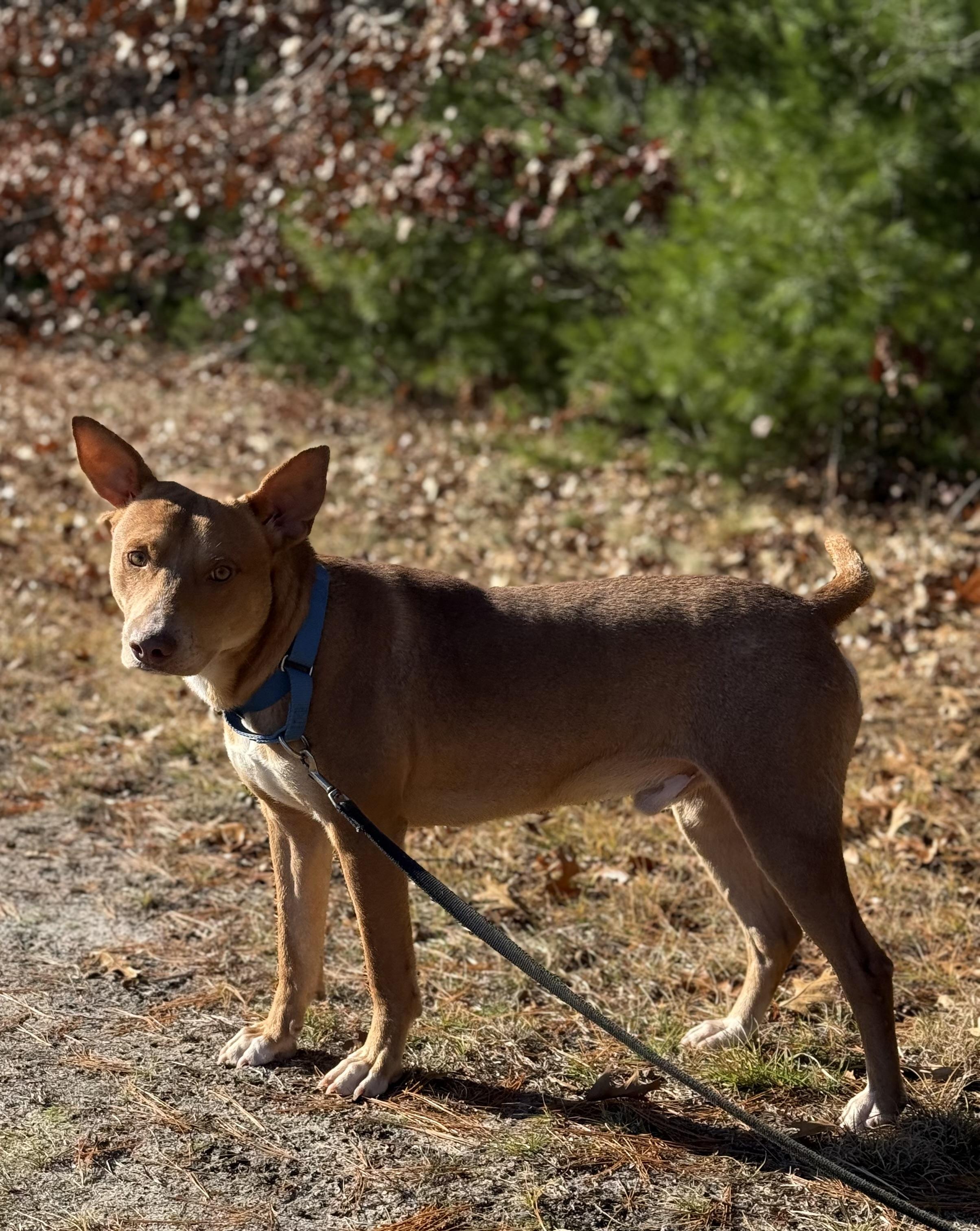 Enlarge Redd, a Adoptable mixed breed in Carver, MA image 5/5