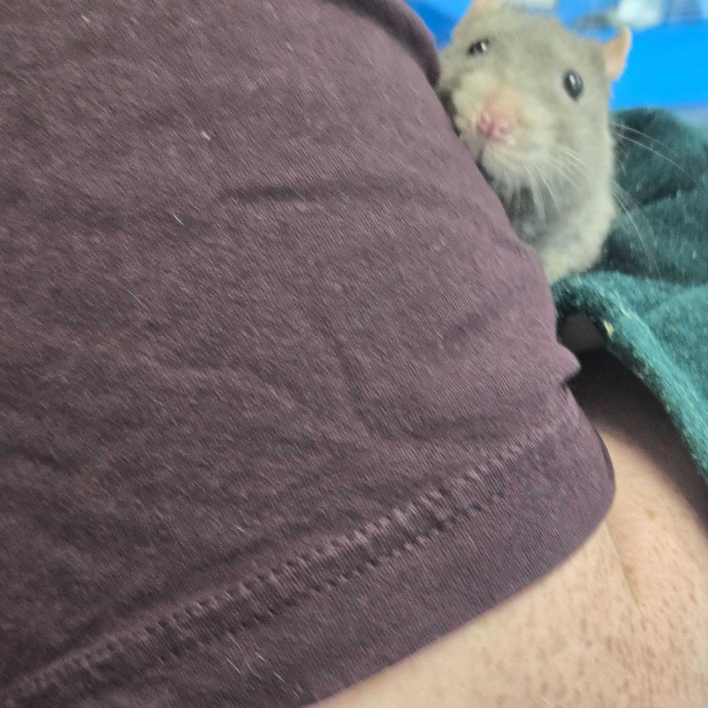 Gary, a Adoptable Rat in Chesapeake, VA image 1/6