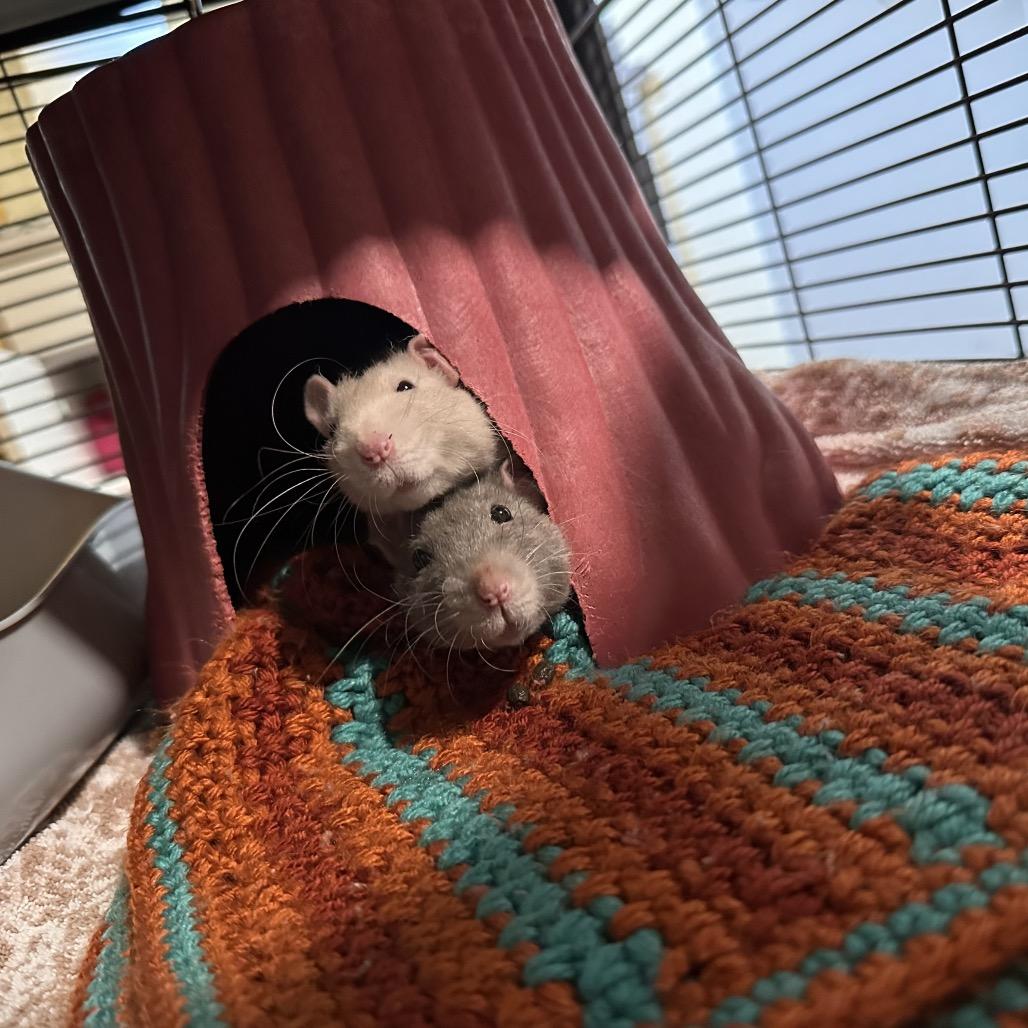 Gary, a Adoptable Rat in Chesapeake, VA image 2/6