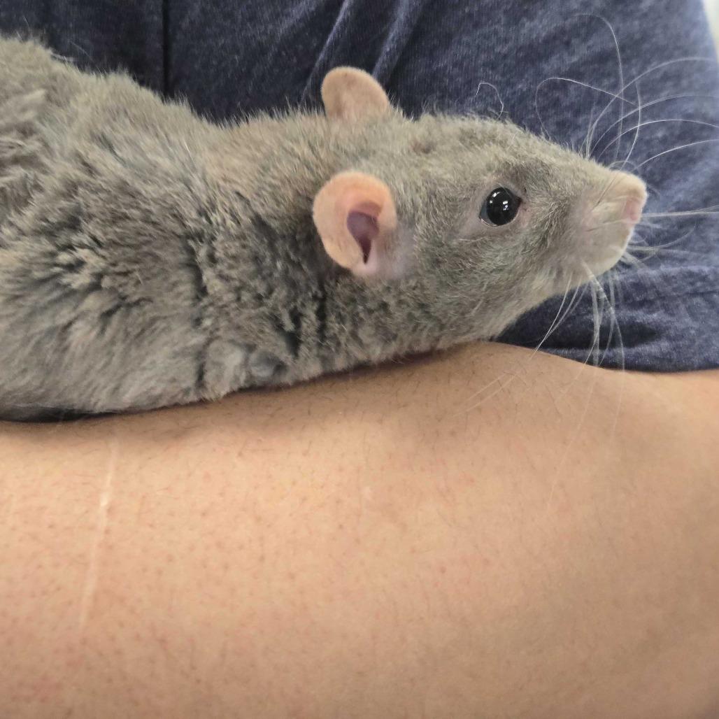 Gary, a Adoptable Rat in Chesapeake, VA image 3/6