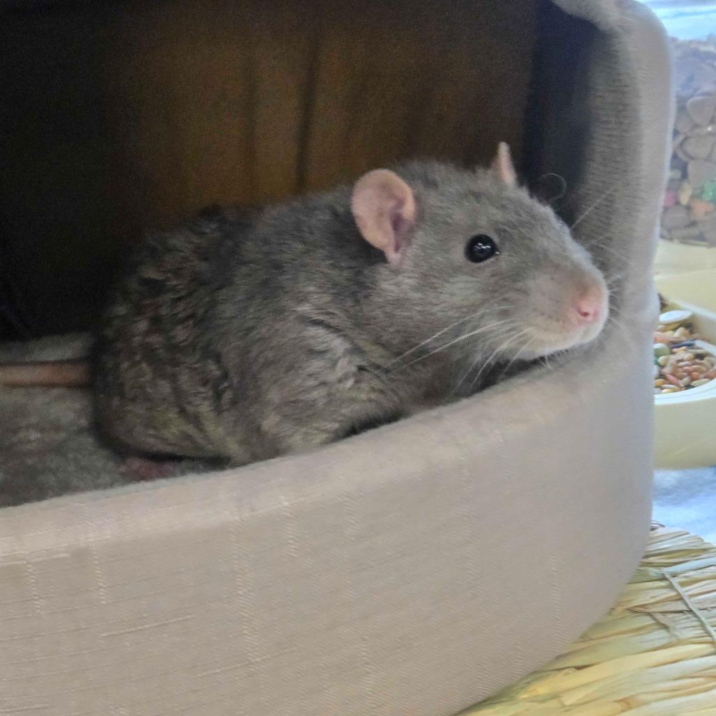Gary, a Adoptable Rat in Chesapeake, VA image 4/6