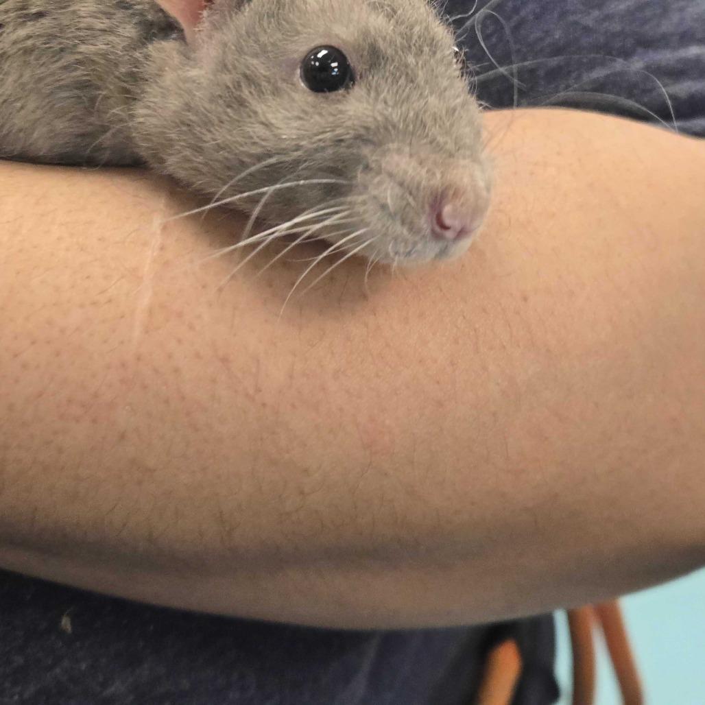 Gary, a Adoptable Rat in Chesapeake, VA image 5/6