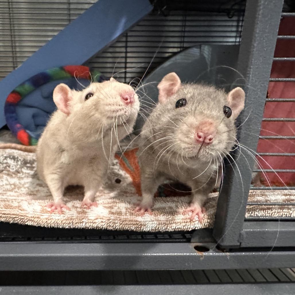 Gary, a Adoptable Rat in Chesapeake, VA image 6/6