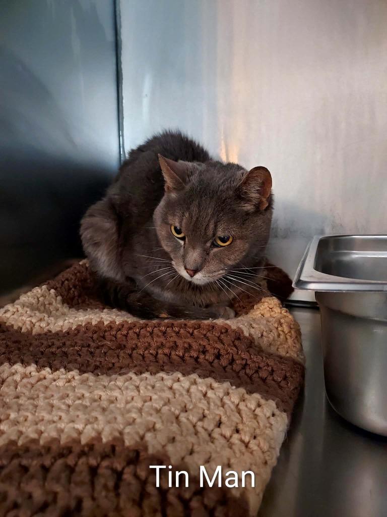 Tin Man, Adoptable, Adult Male Domestic Short Hair.